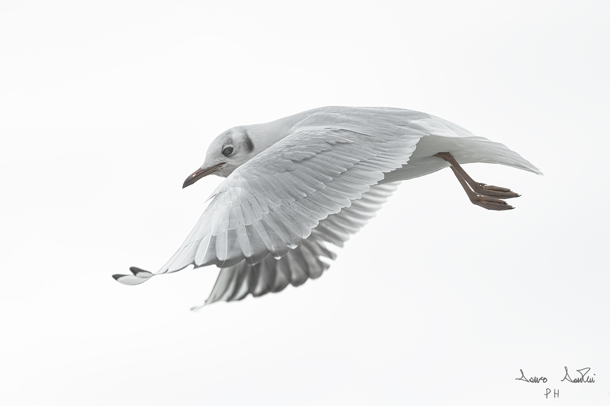 "Un battito d'ali nel grigio plumbeo"
