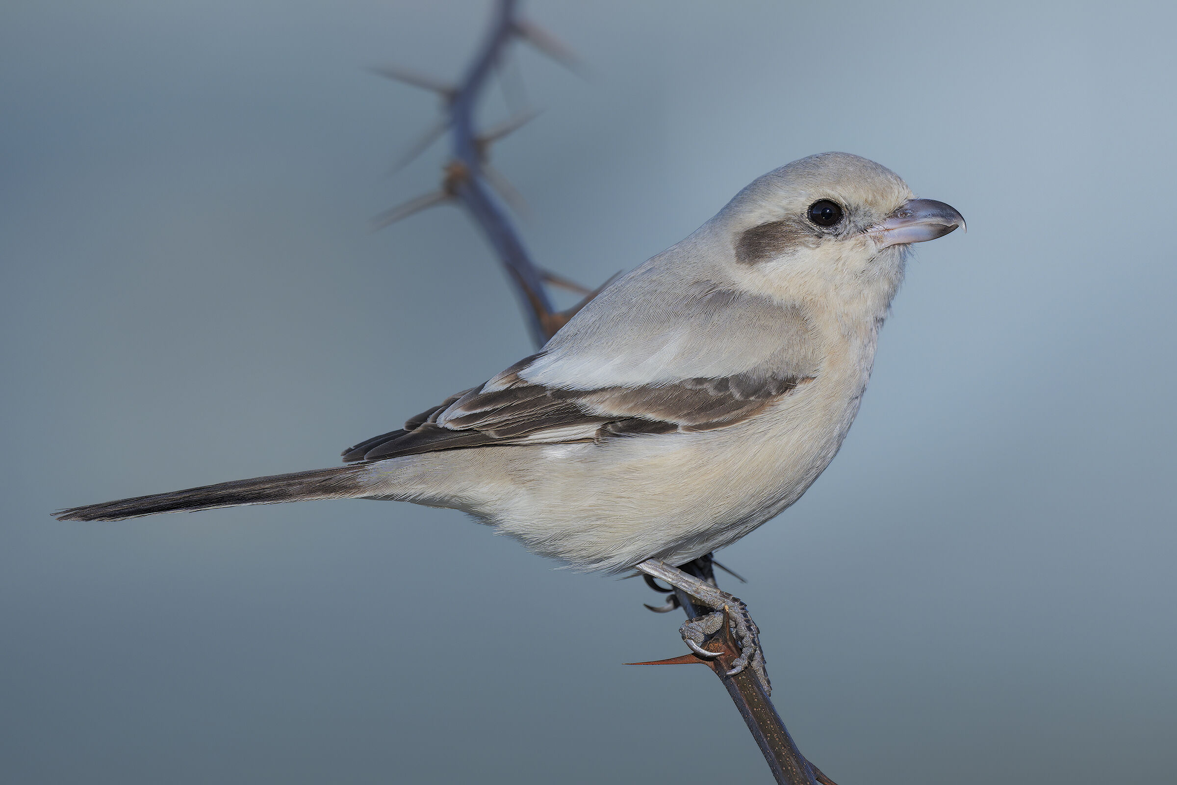 Averla maggiore beccopallido