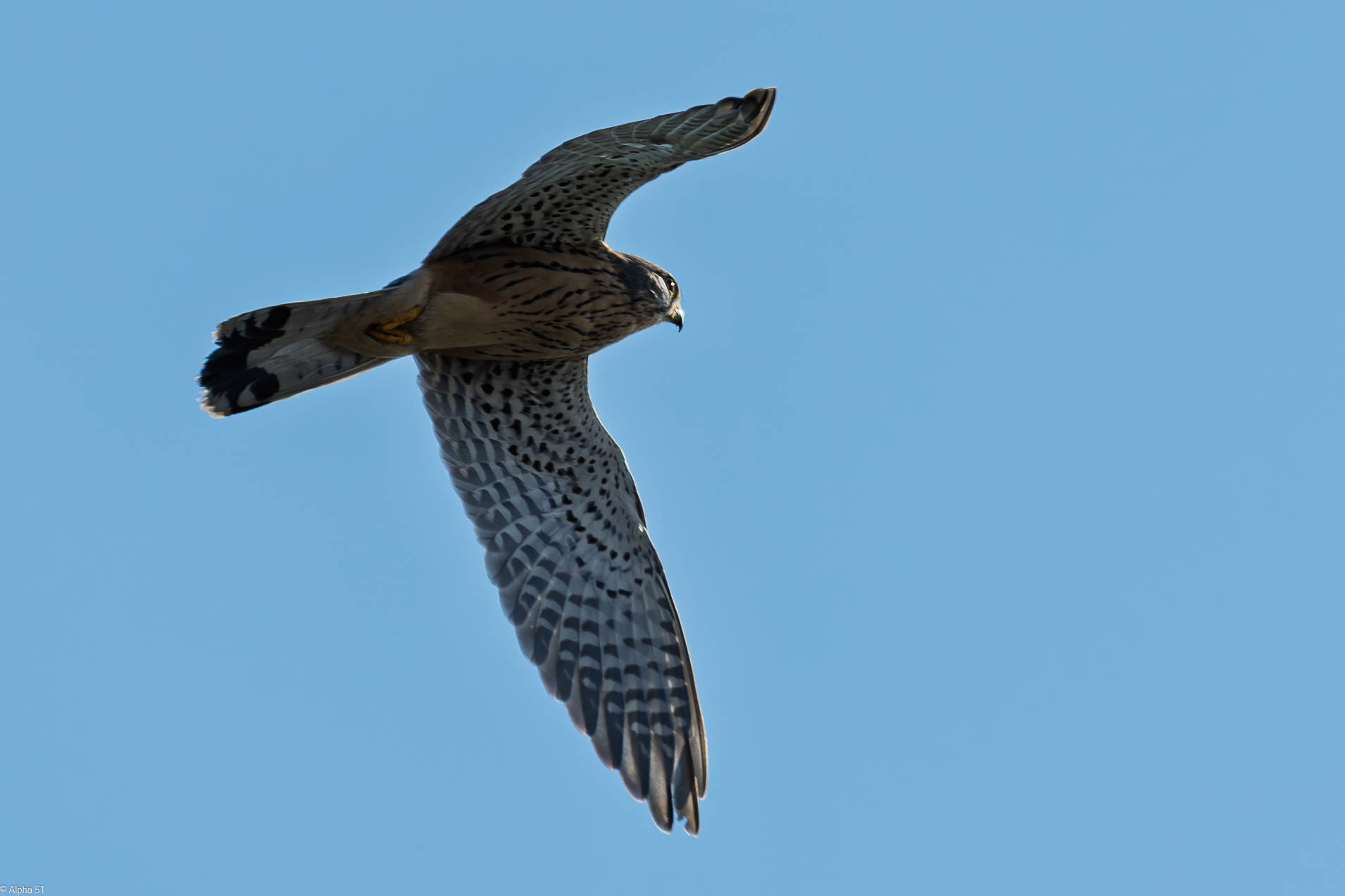 Kestrel