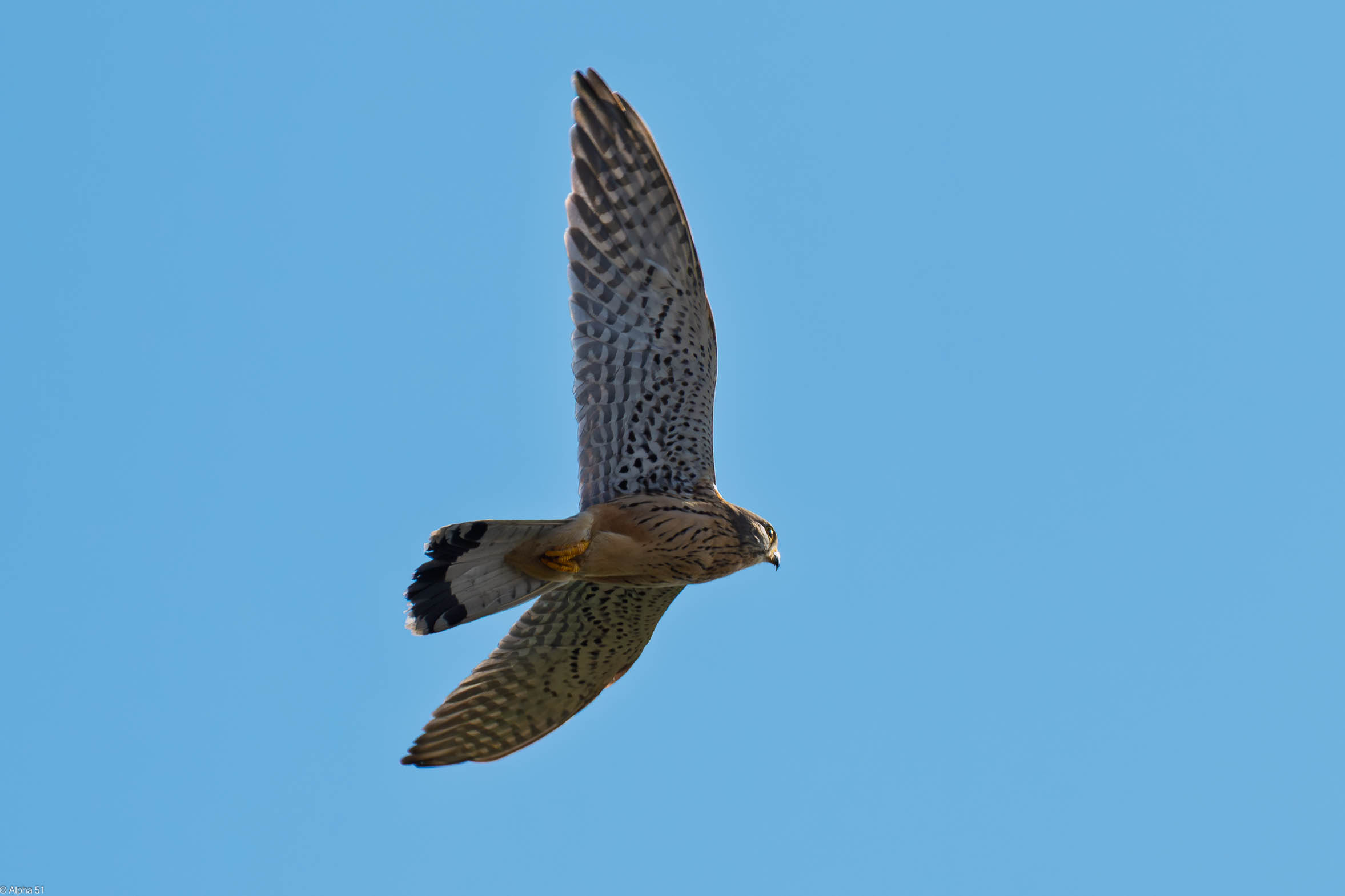 Kestrel