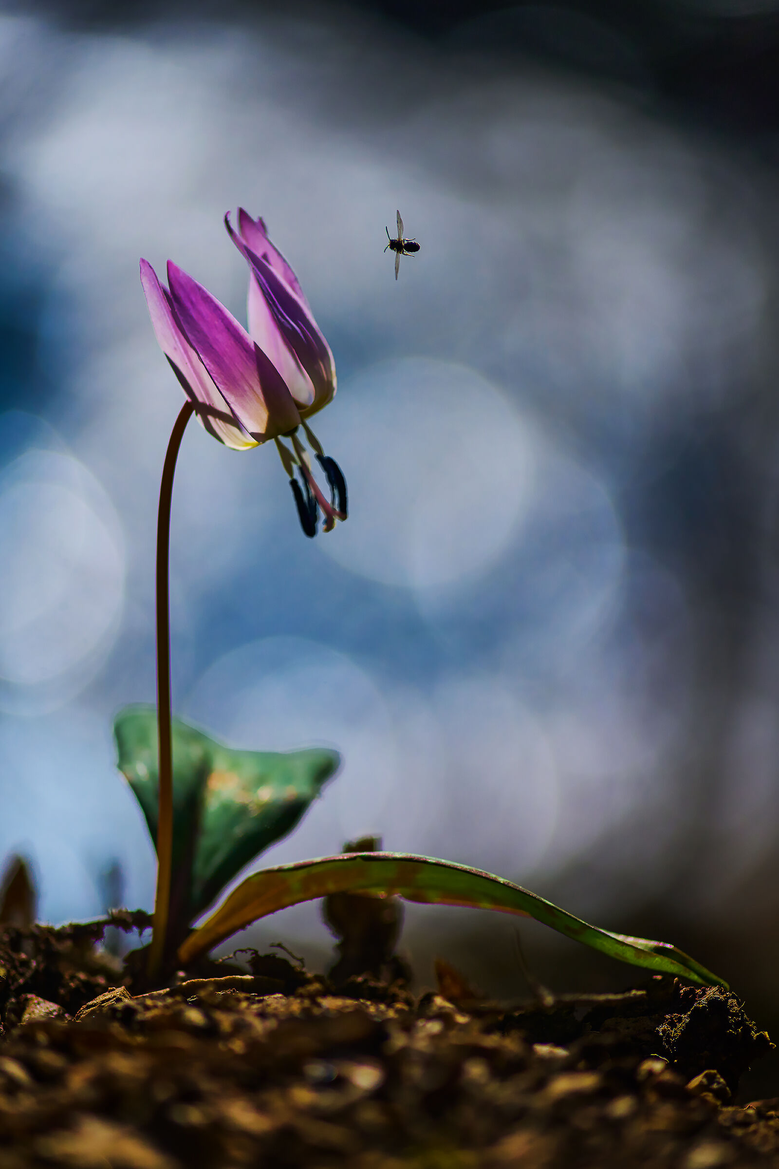 In arrivo sul Dente di Cane.