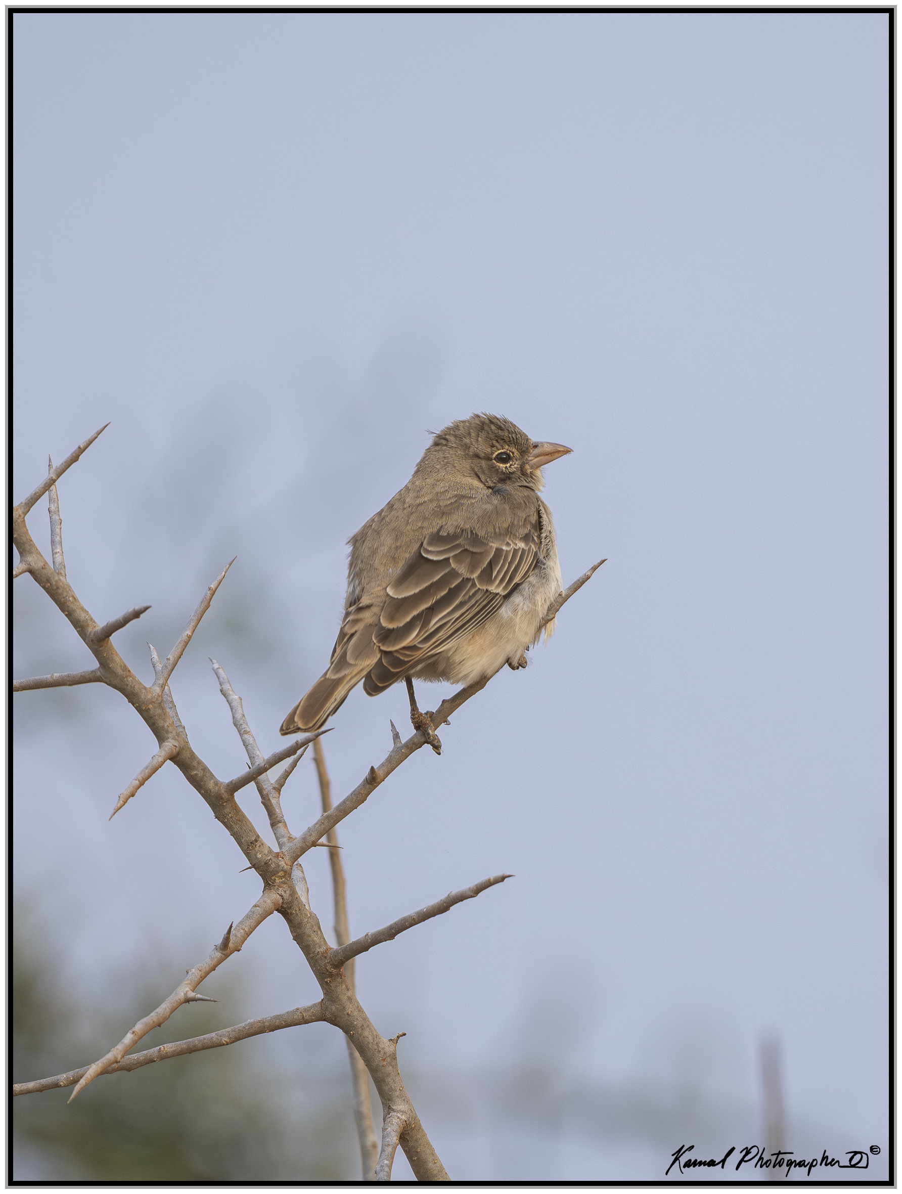 Fair flounder (Carpospiza brachydactyla)