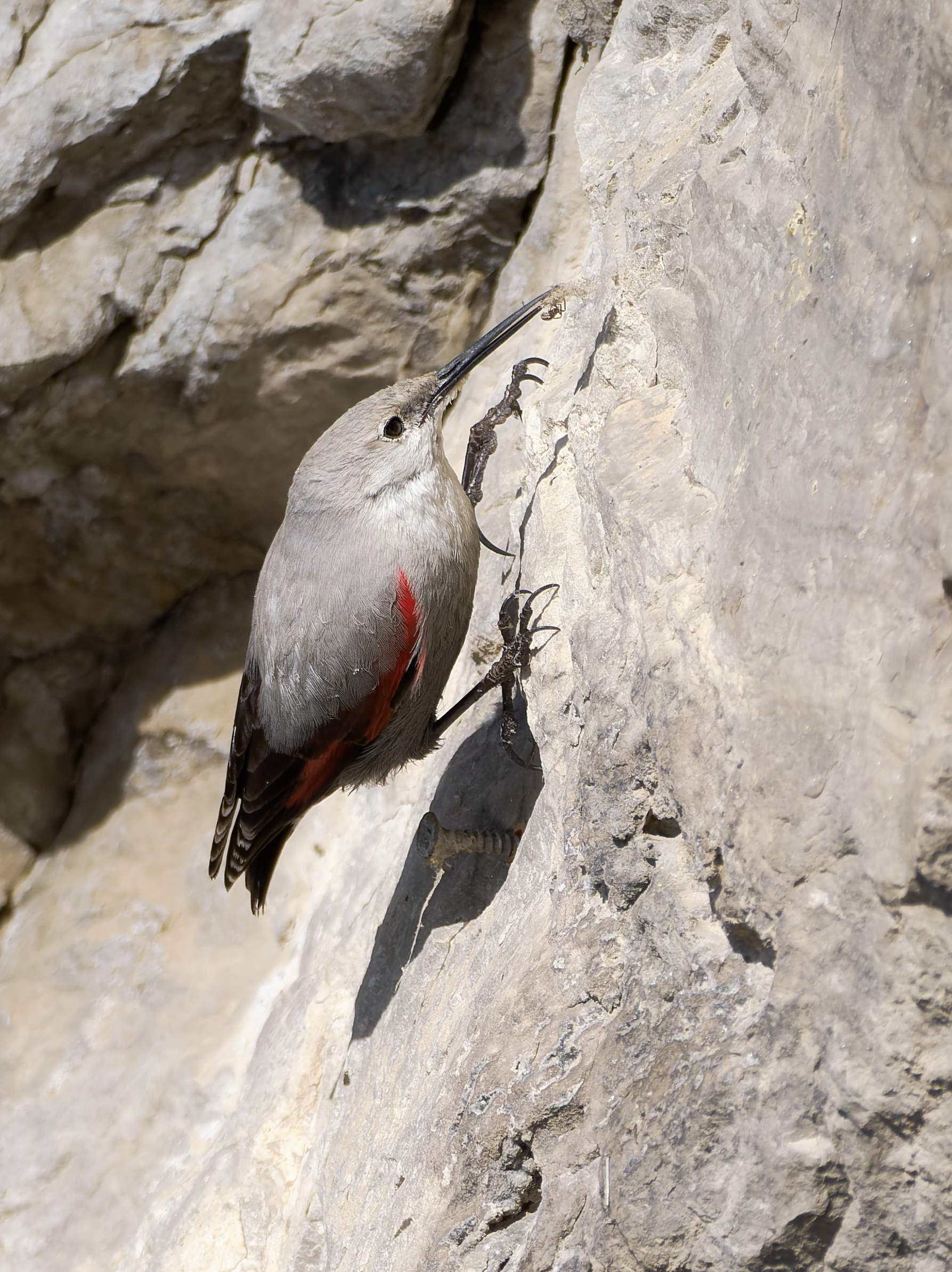 La farfalla delle rocce e il ragno.