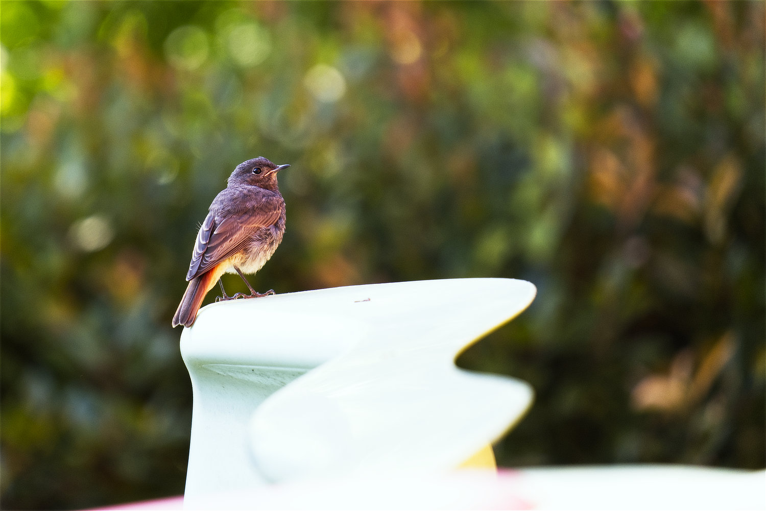 Uccellino in giardino