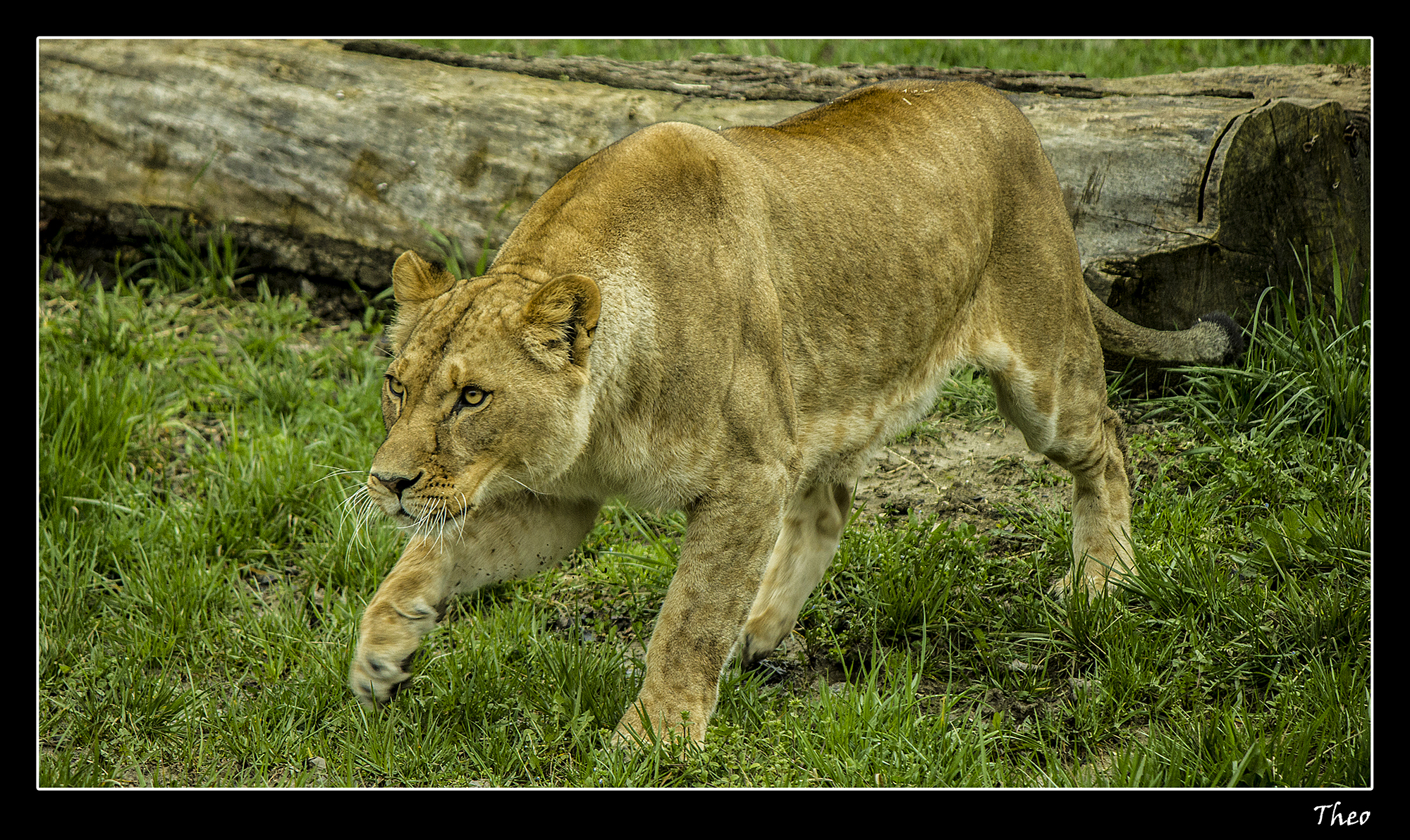 Parco natura viva, 2013 - Lioness