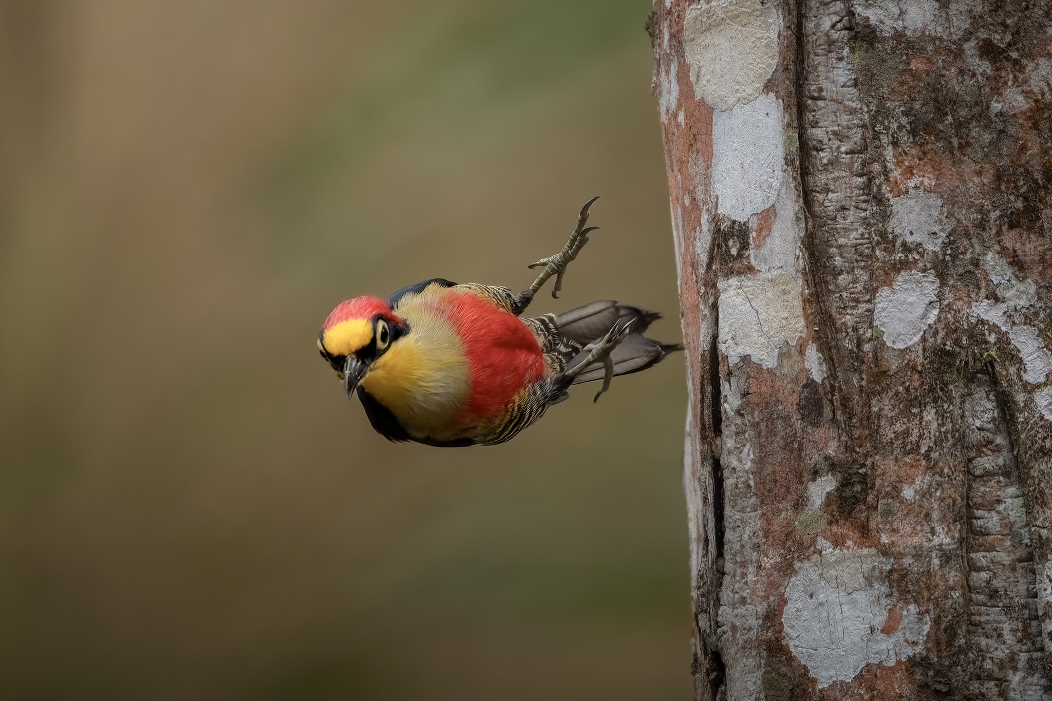 The leap