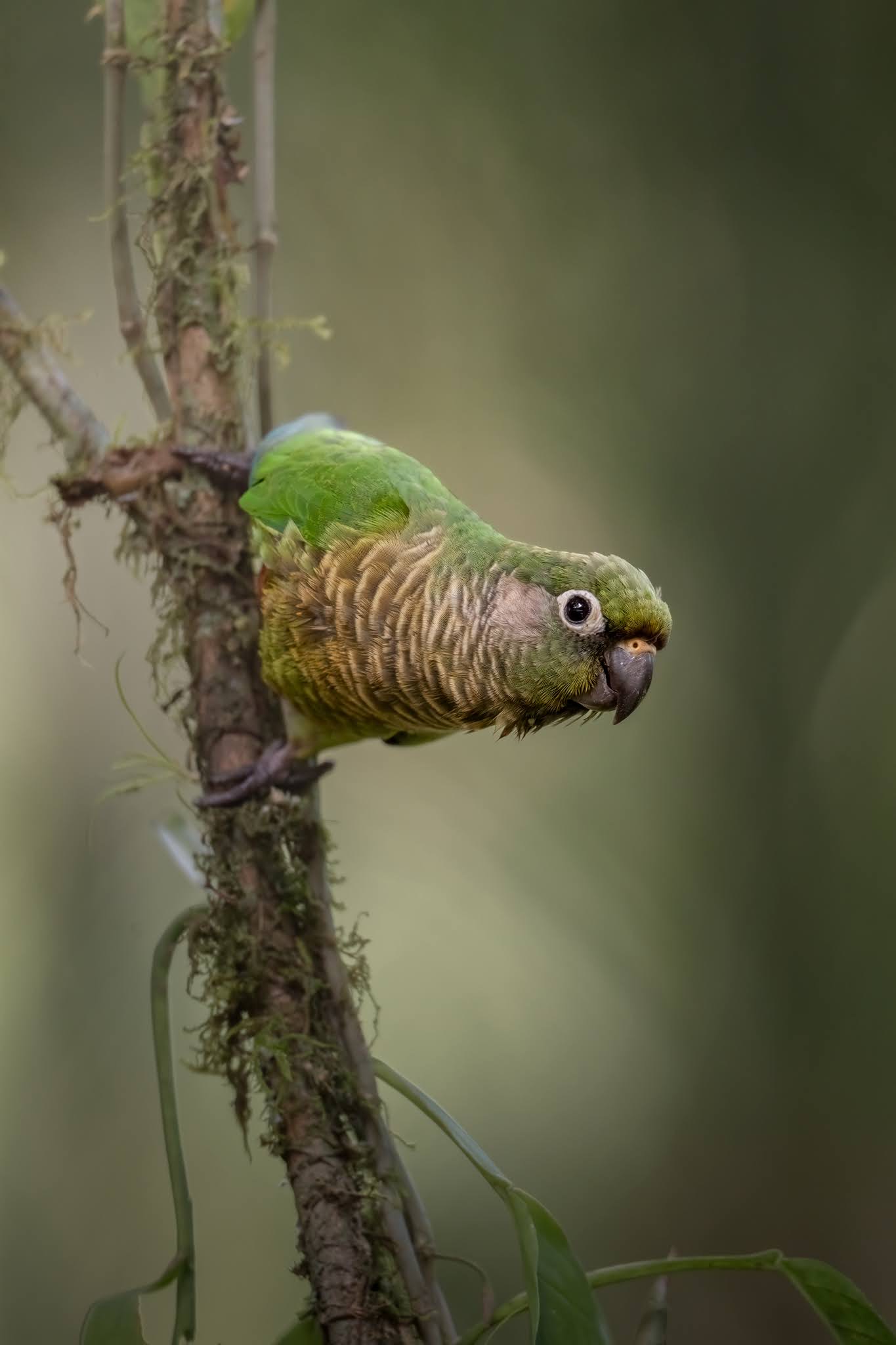 Brownbelly parakeet