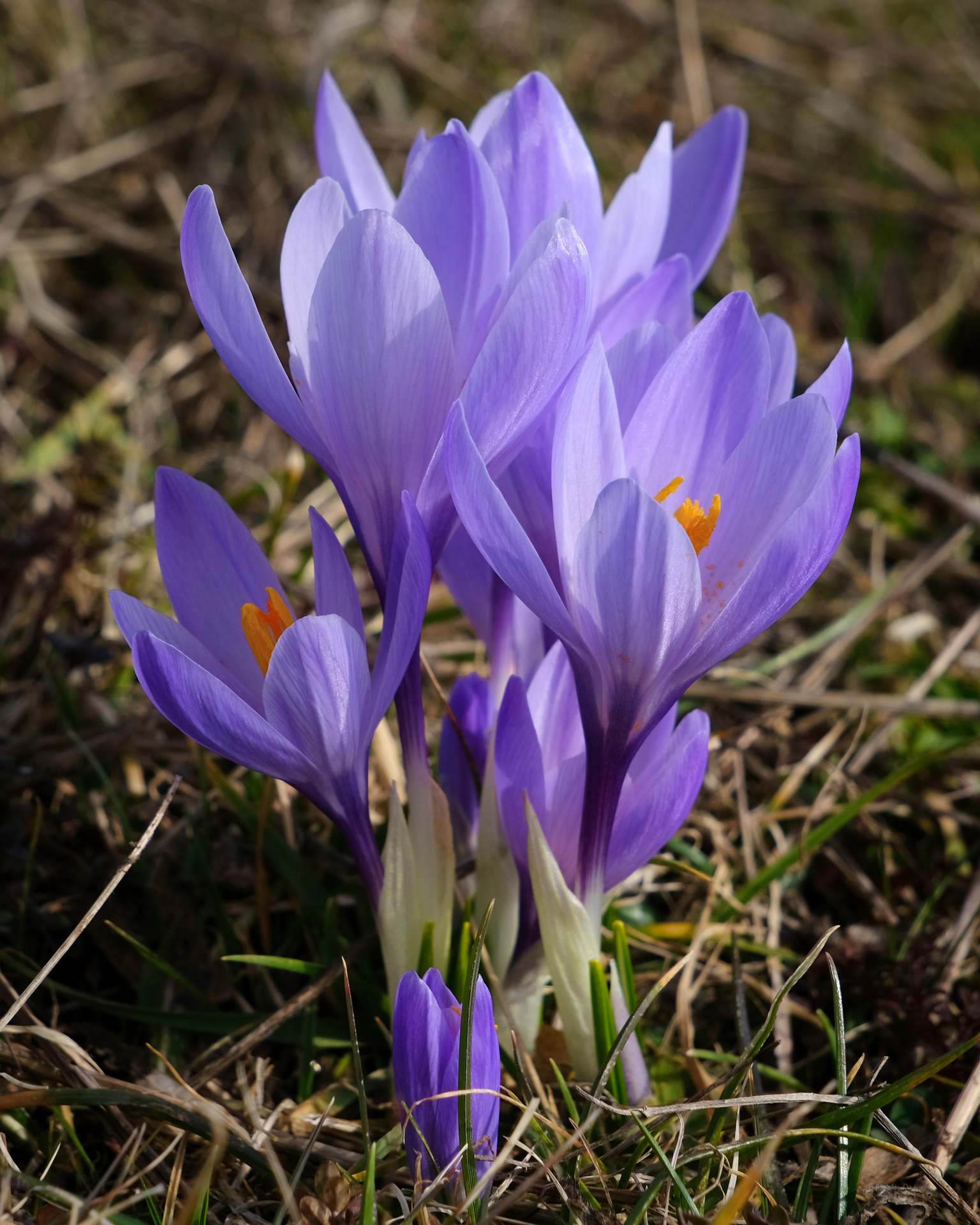 Crocus