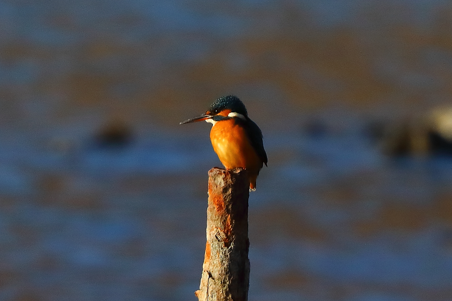 Alcione 04 gennaio 2026