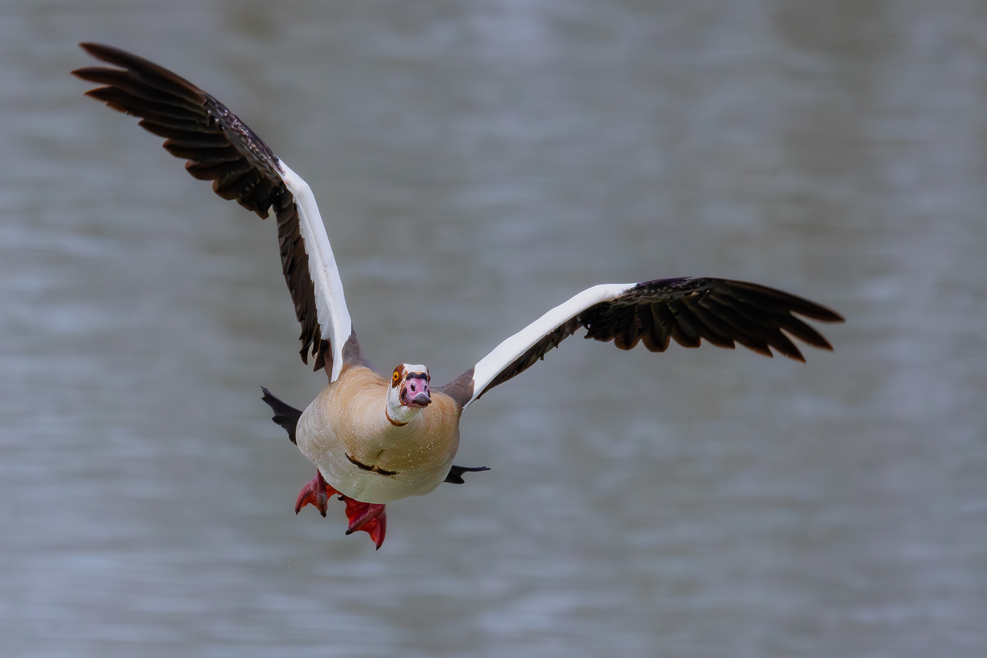 Egyptian goose