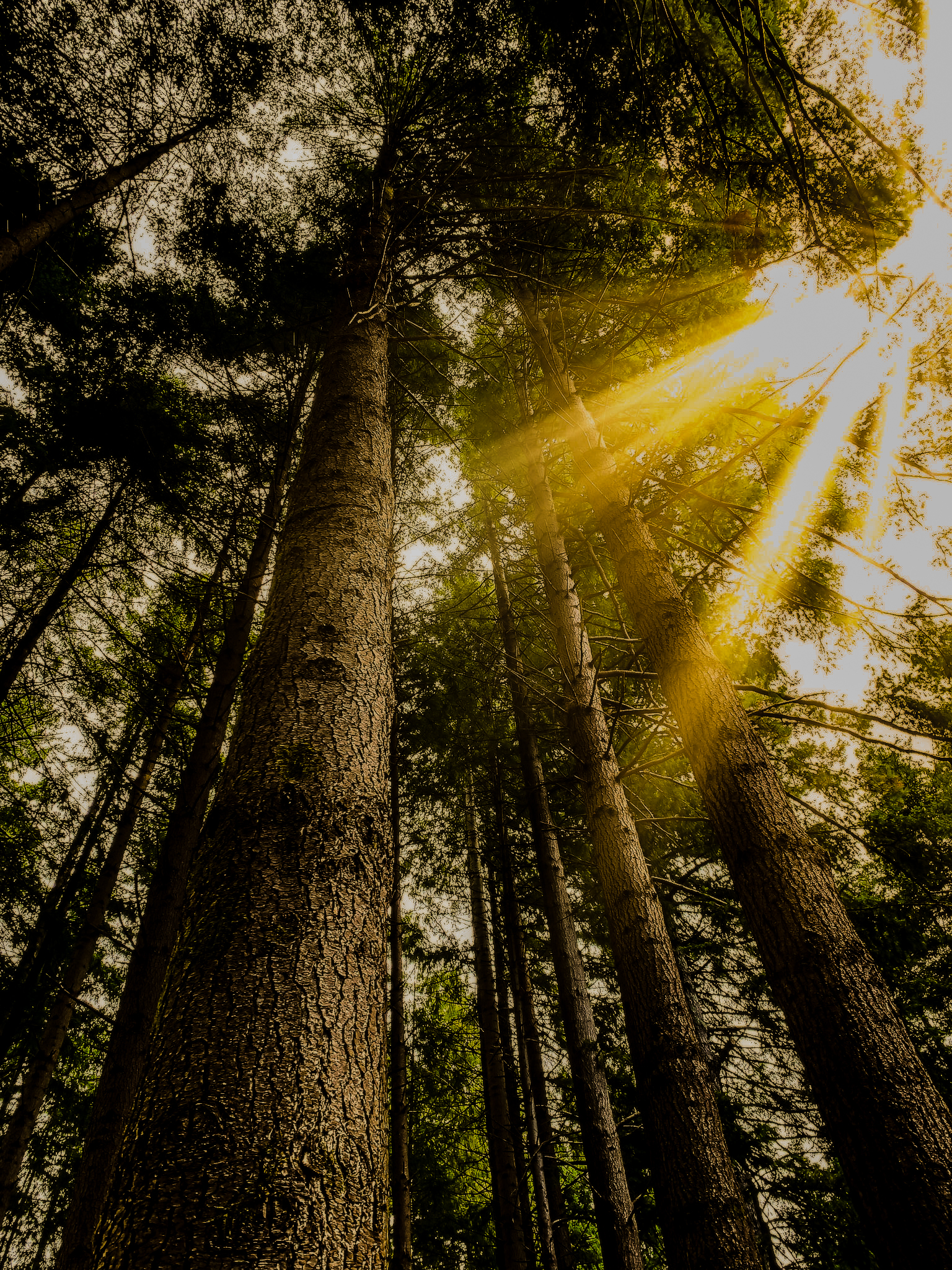 Peace in nature