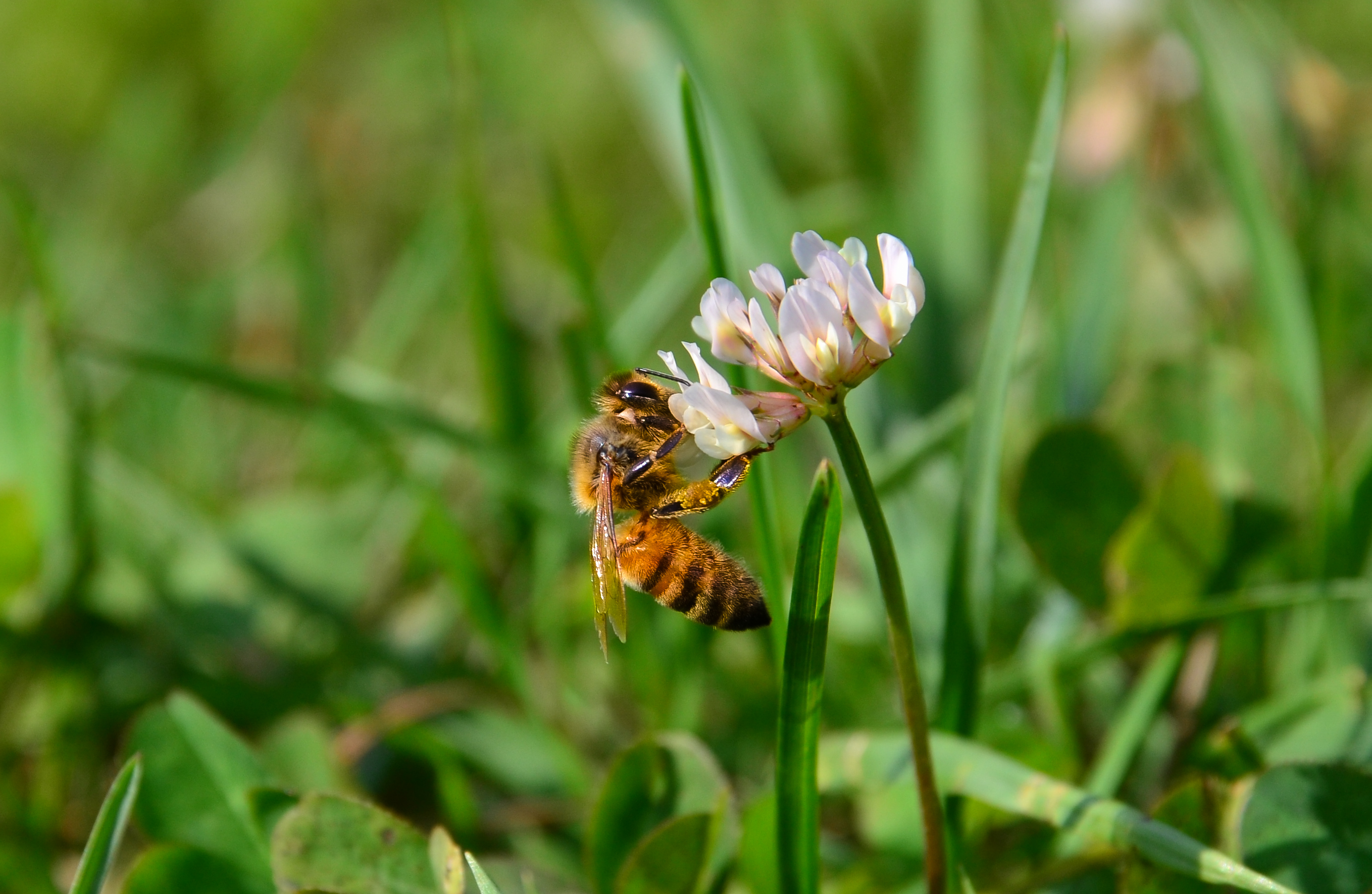 Ape in pic-nic a Cassiglio