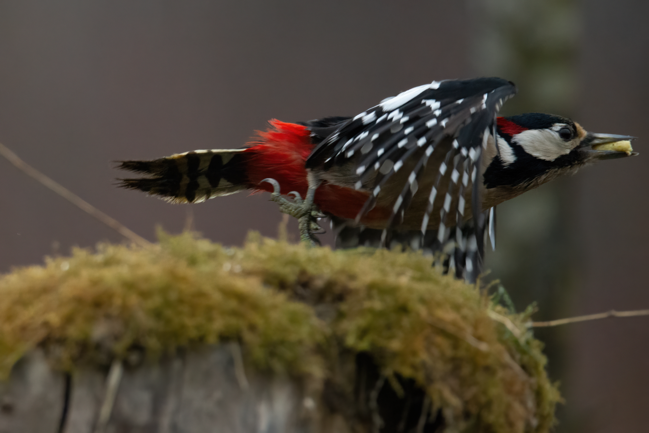 Volo rasente Picchio Rosso Maggiore