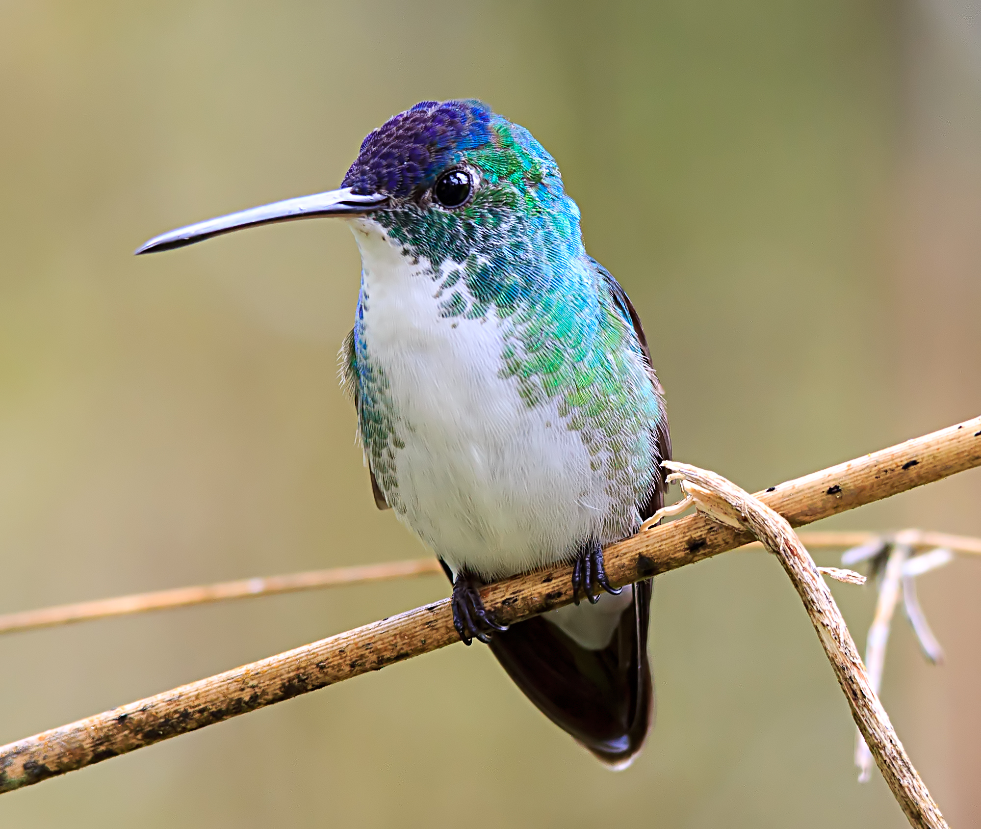 Andina Emerald - Amazilia franciae