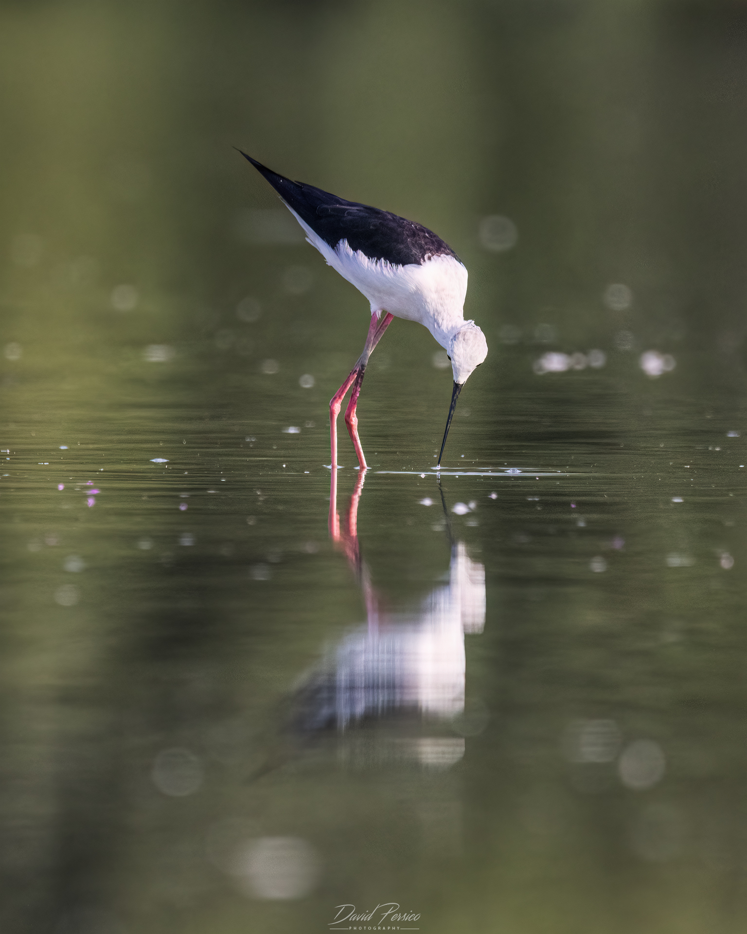 Black-winged Stilt