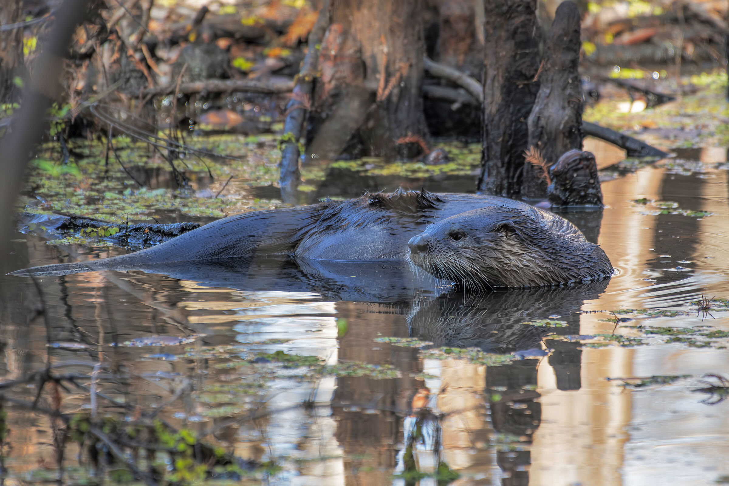 River otter  (Lontra canadensis)