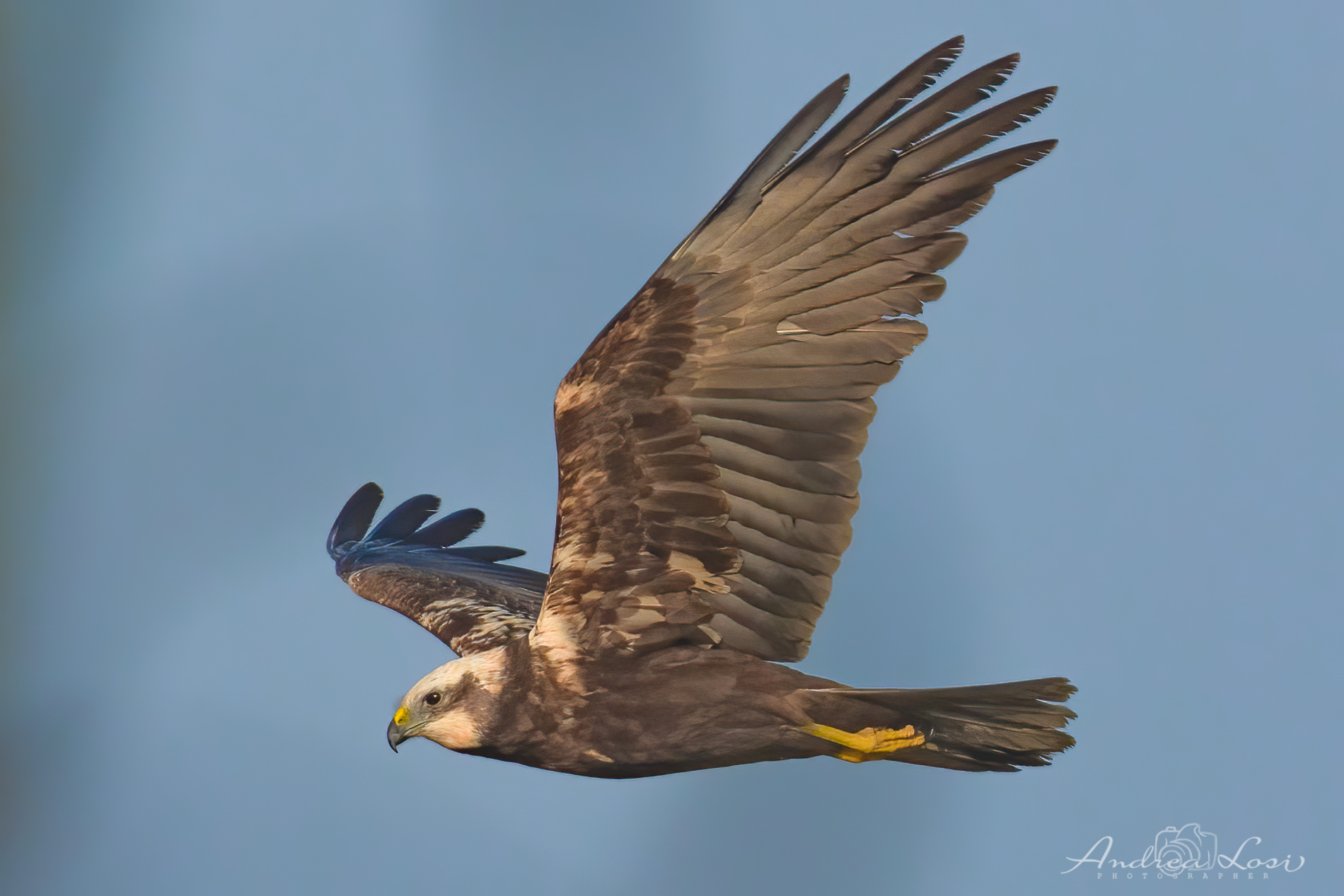 falco di palude (circus aeruginosus (linnaeus, 1758)