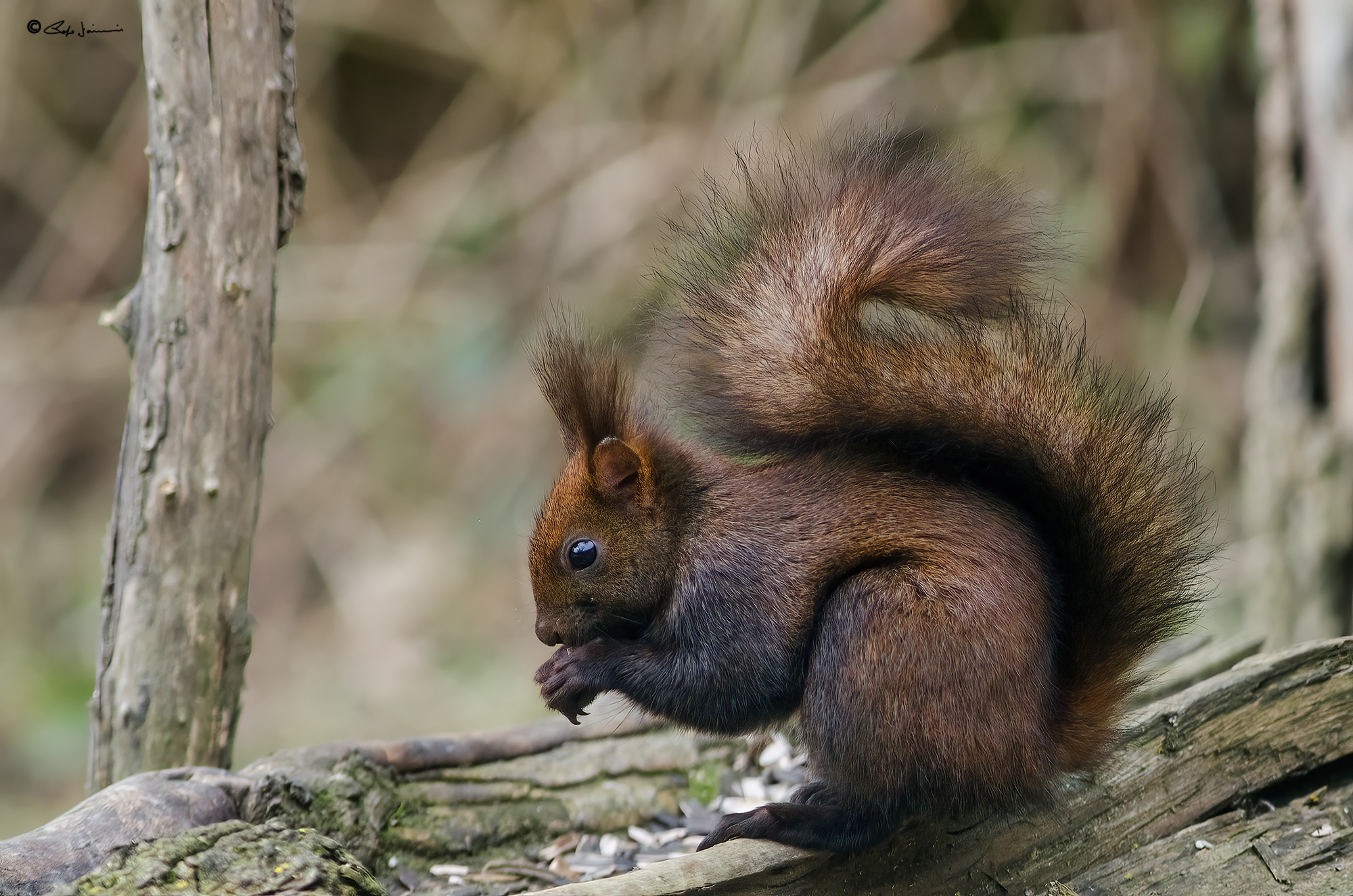 Sciurus vulgaris