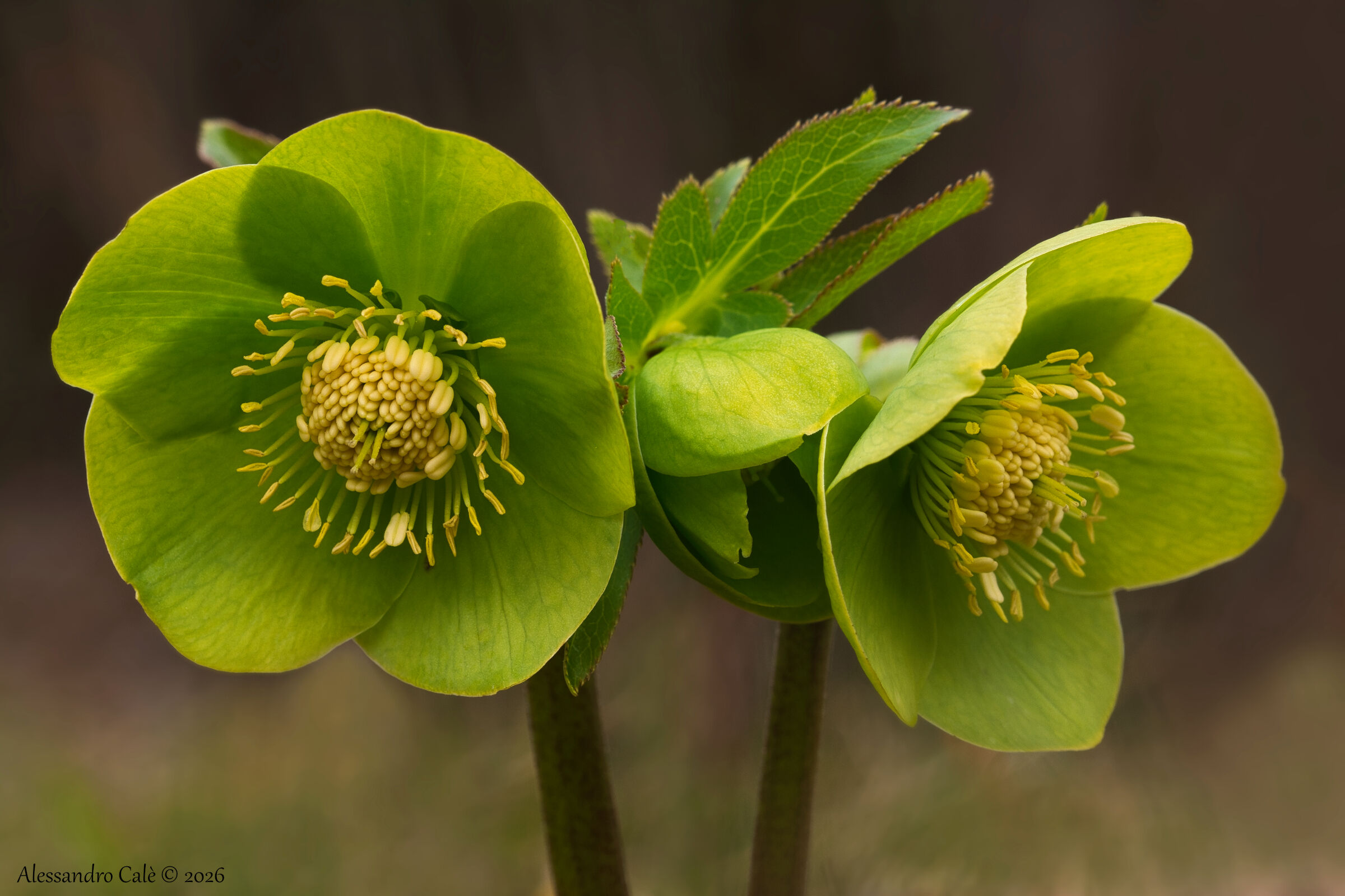 Helleborus viridis (Elleboro verde) 9555