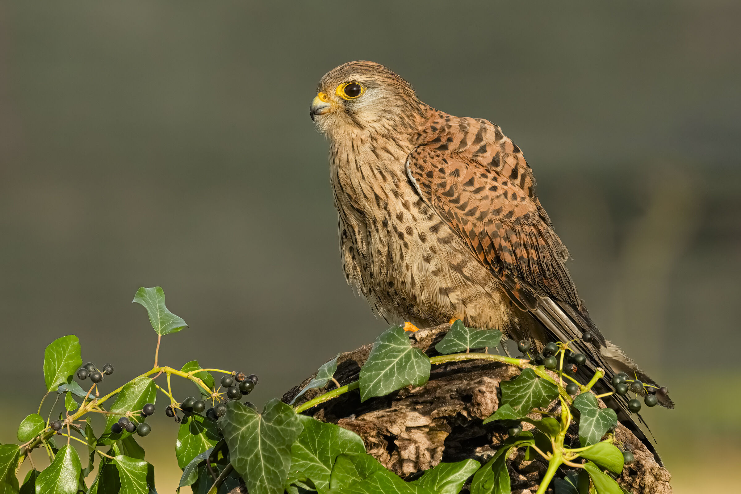 Kestrel