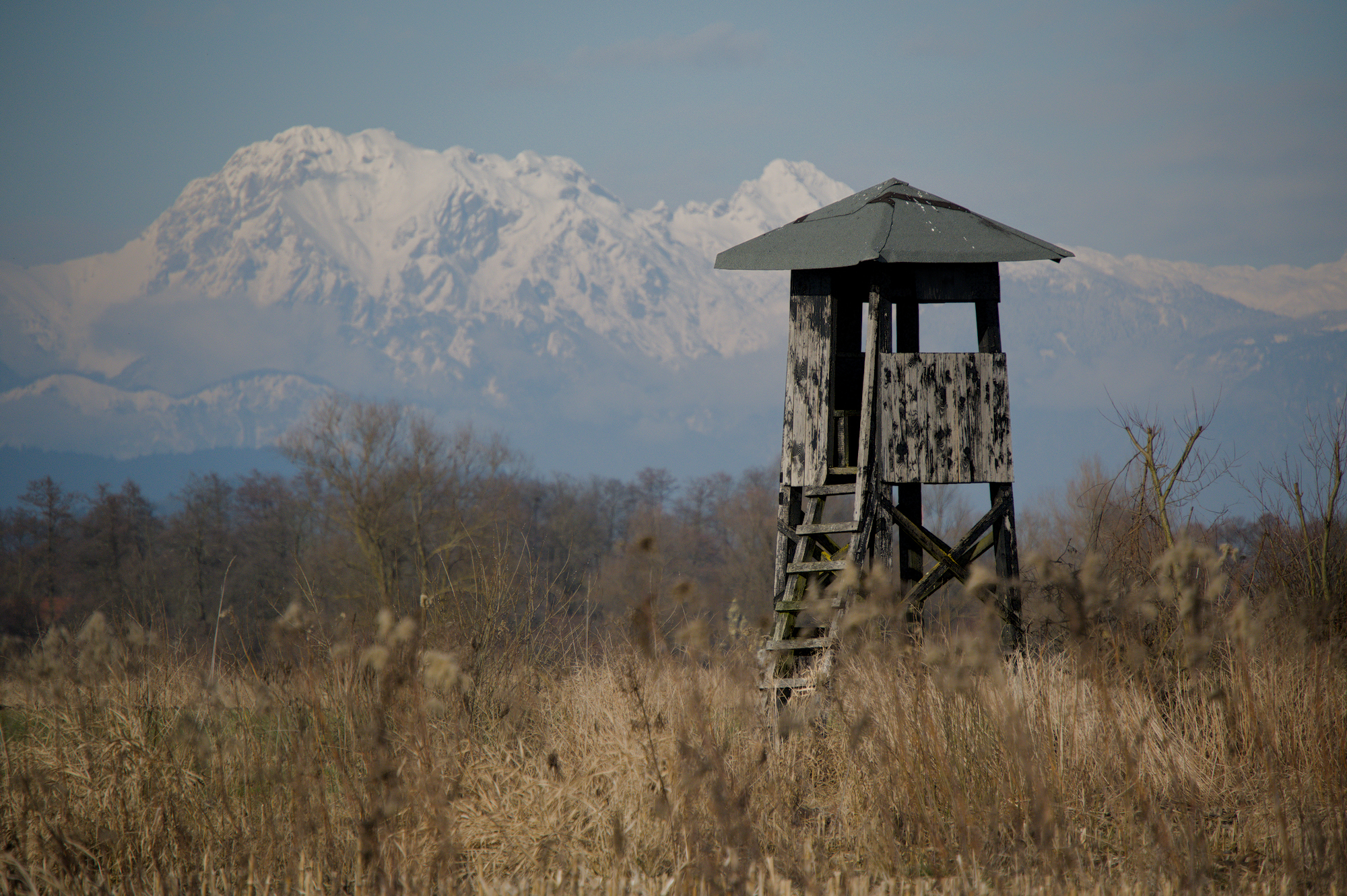 The Silent Lookout