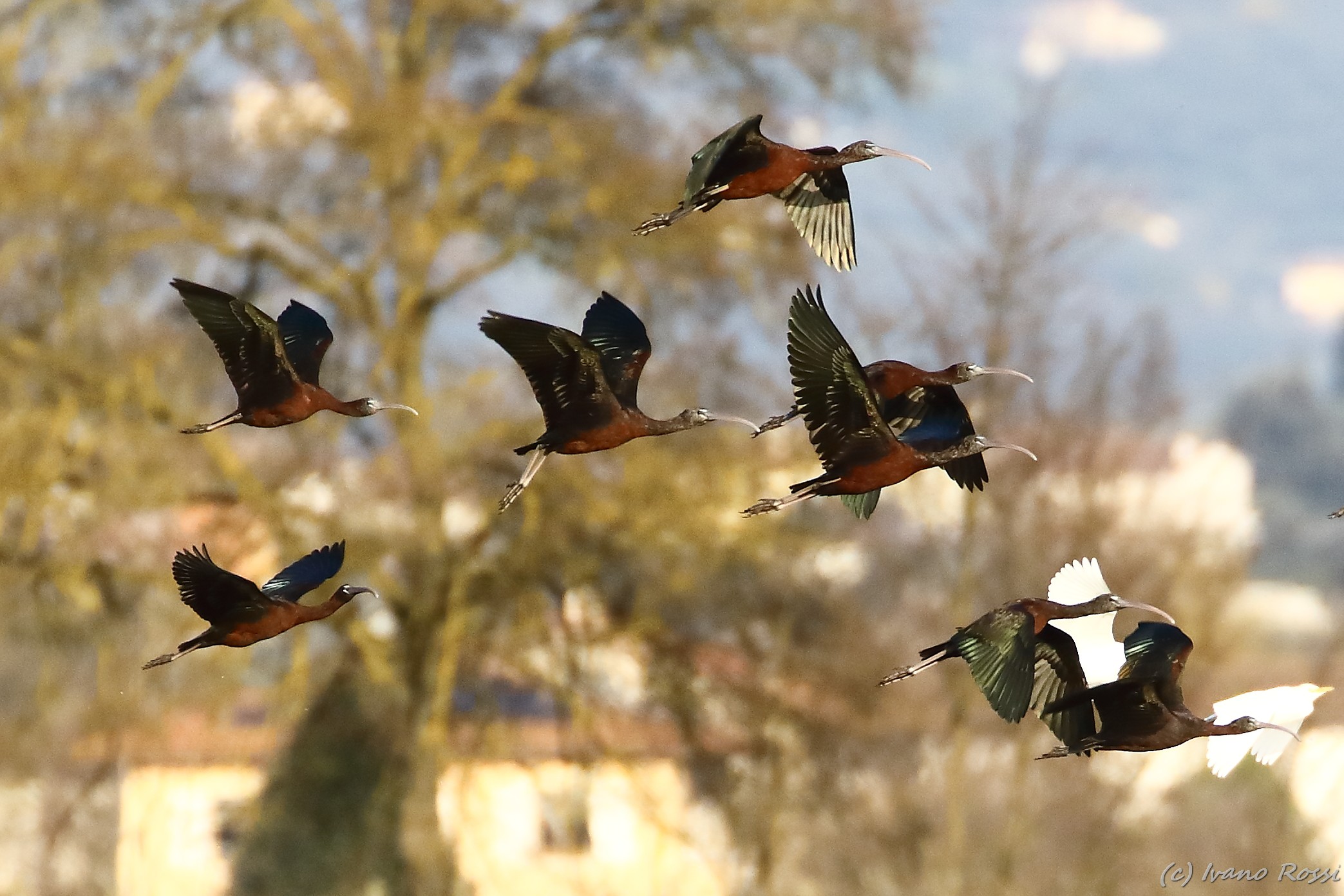 Glossy Ibises