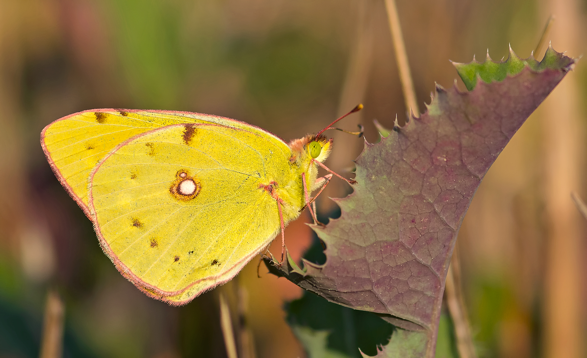 Colias