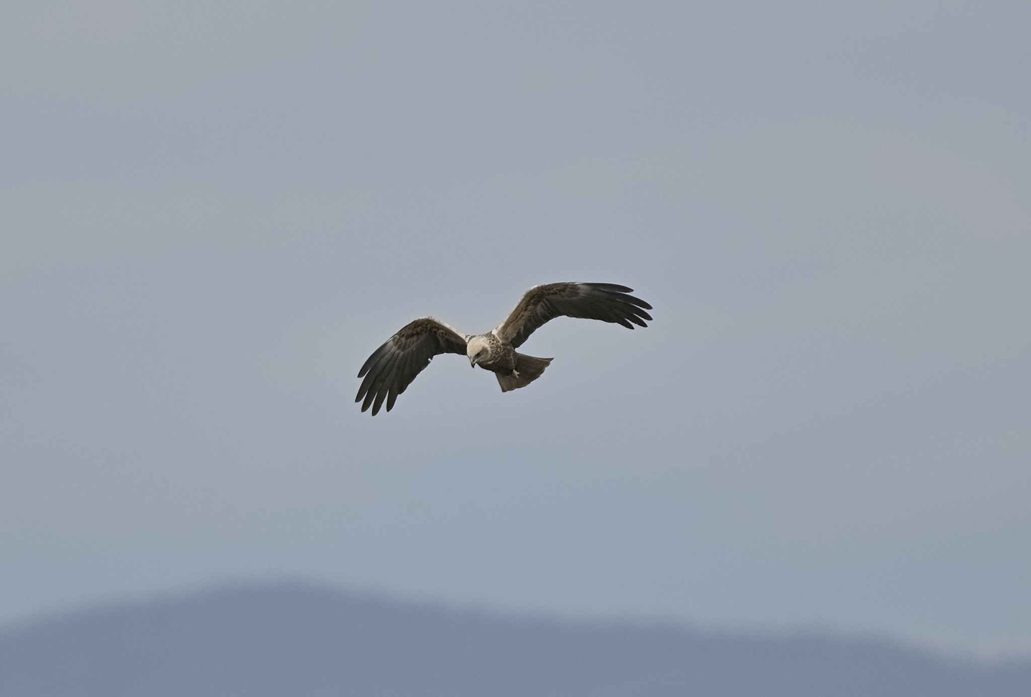 Marsh Harrier