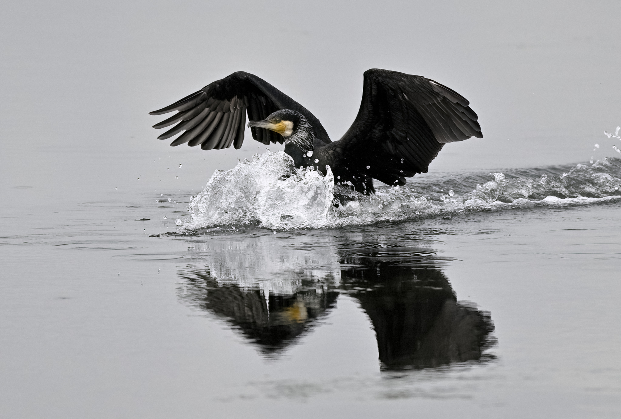 Cormorant