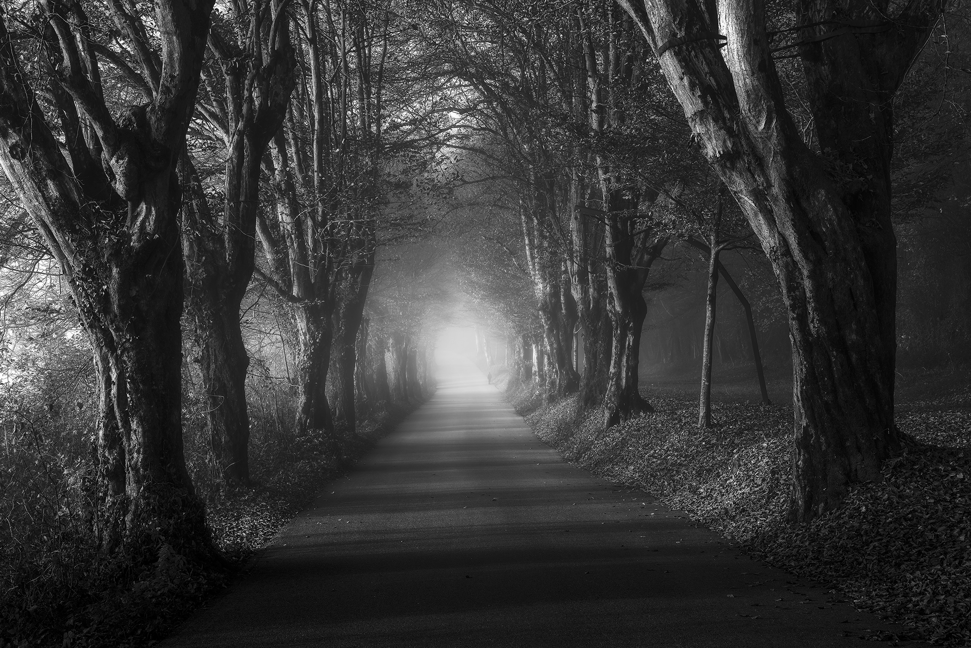 A Vision of a Dying Embrace