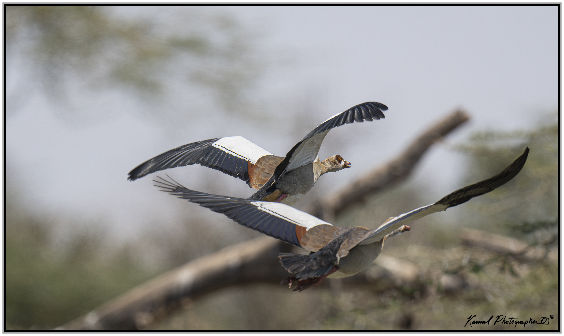 Egyptian goose (Alopochen aegyptiaca)
