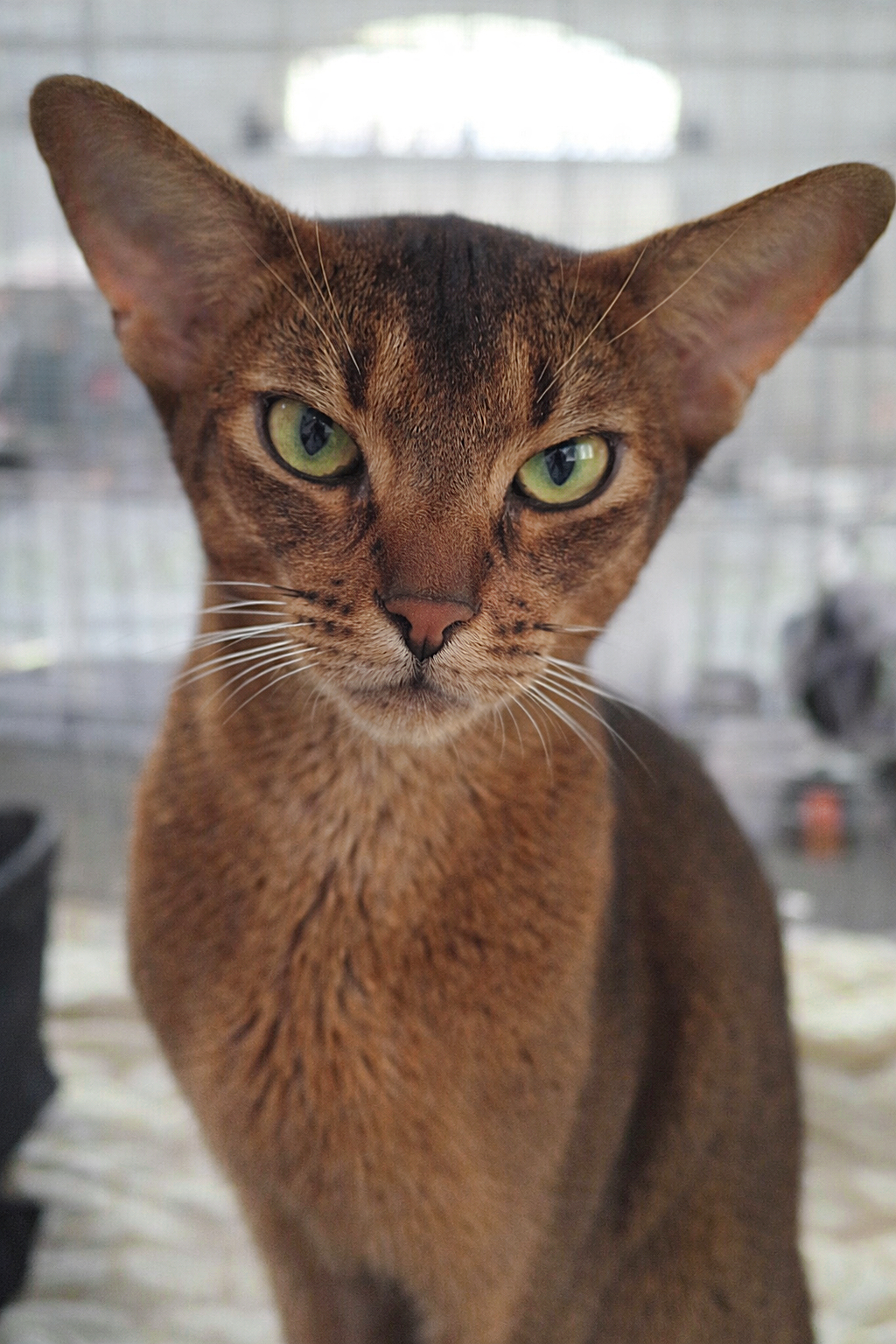 Abyssinian