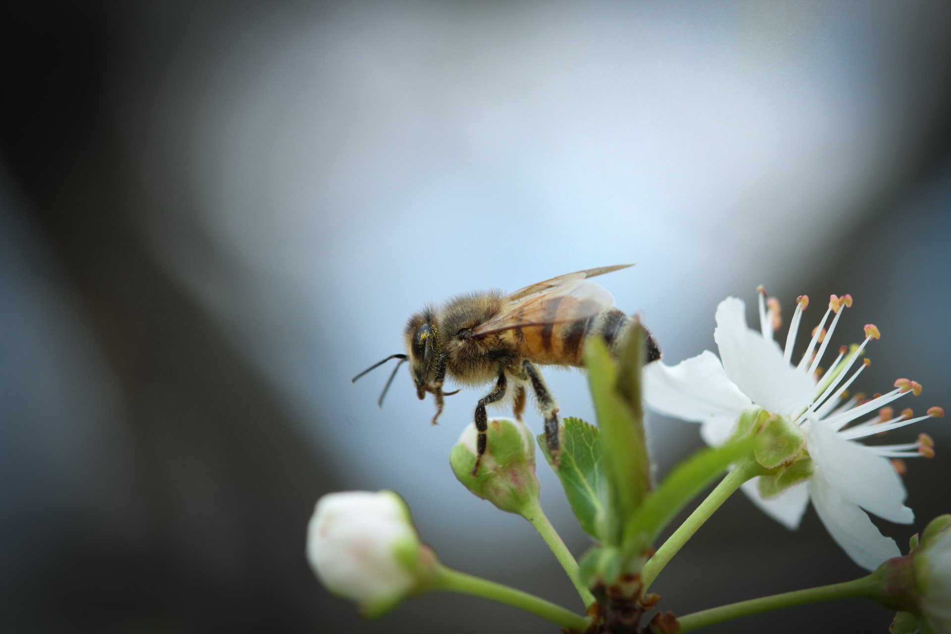 European bee on plum blossoms