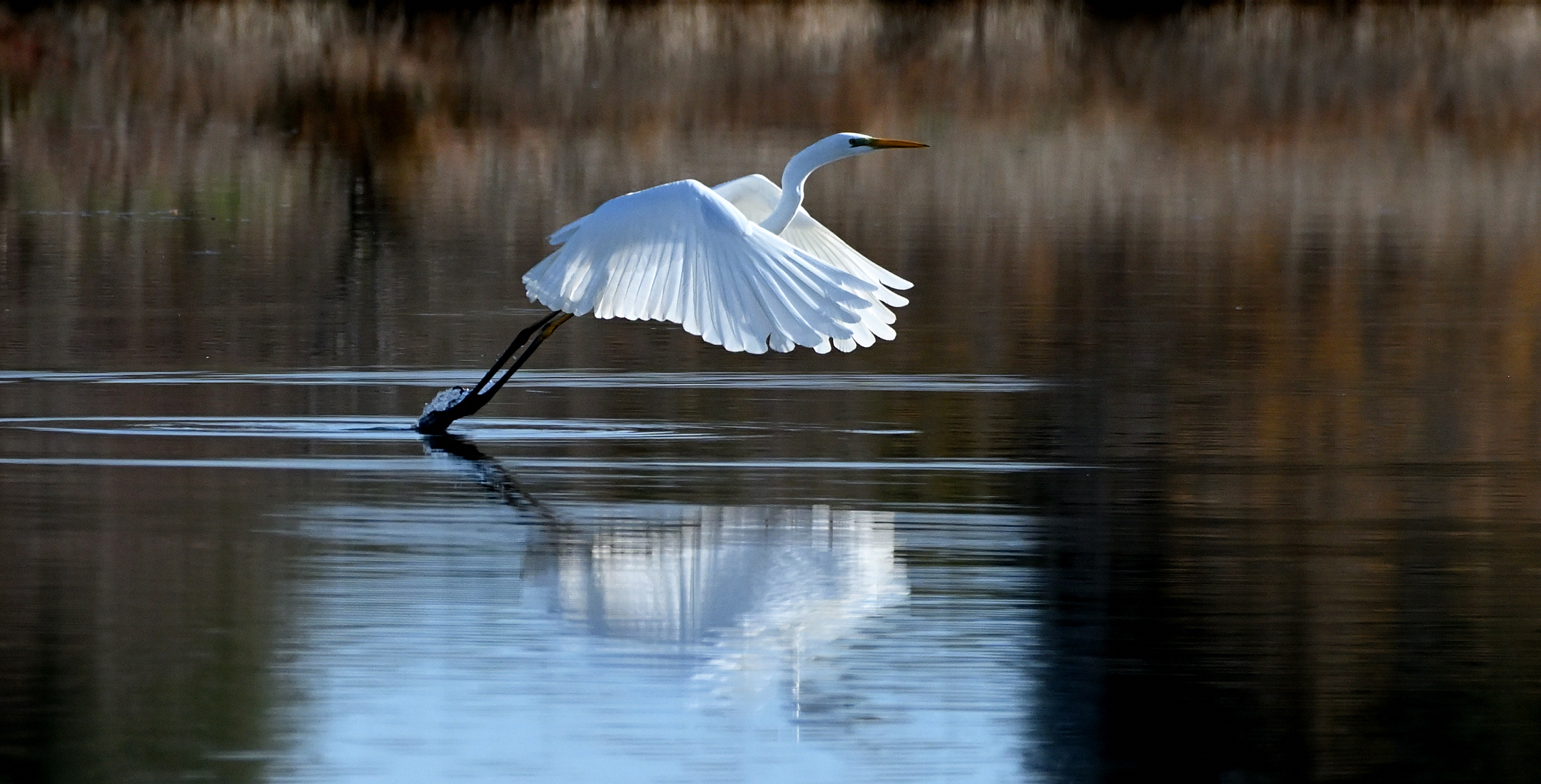 " Airone bianco maggiore "