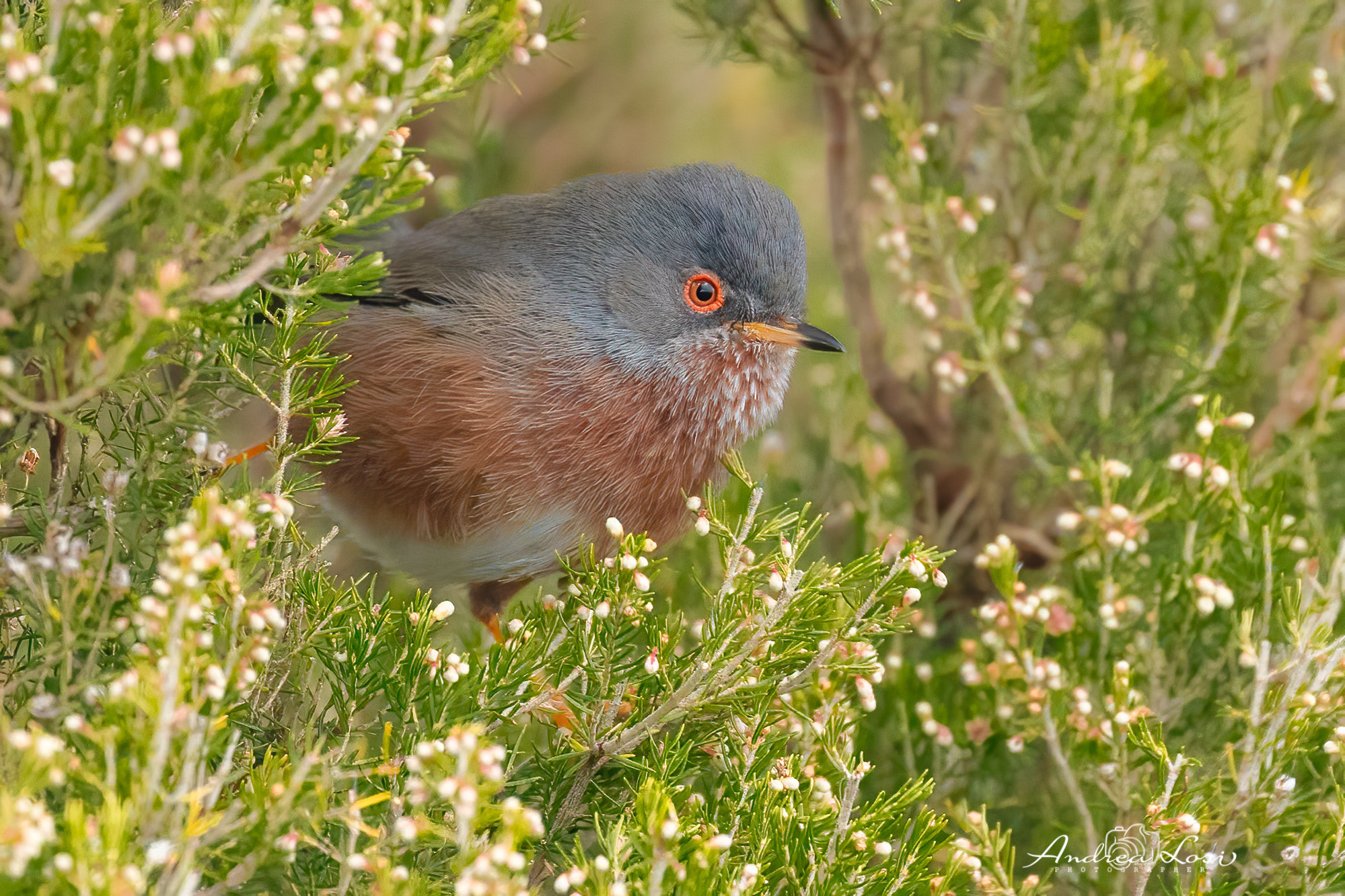 dartford warbler  (sylvia undata - italian: magnanina)
