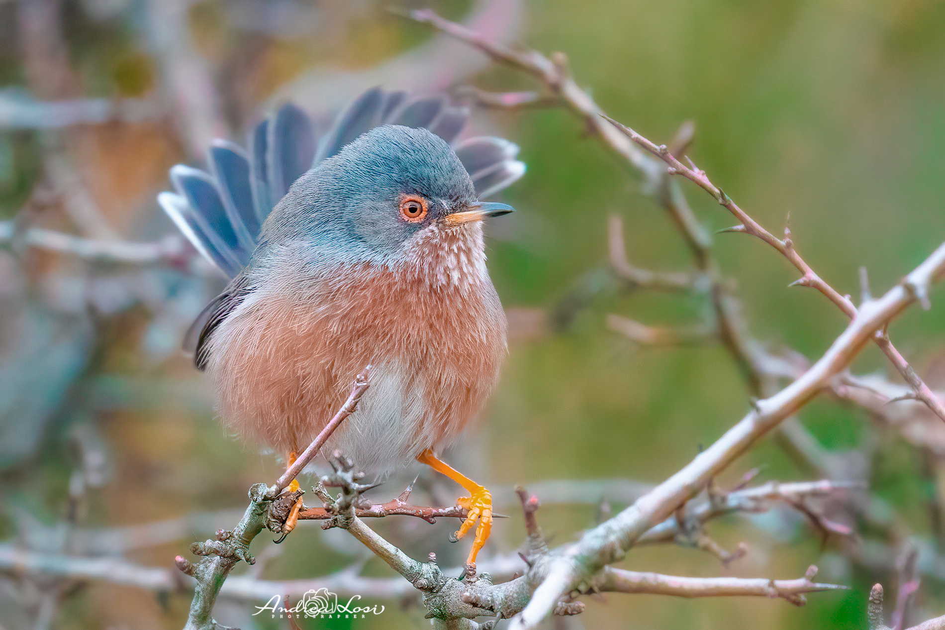 dartford warbler  (sylvia undata - italian: magnanina)