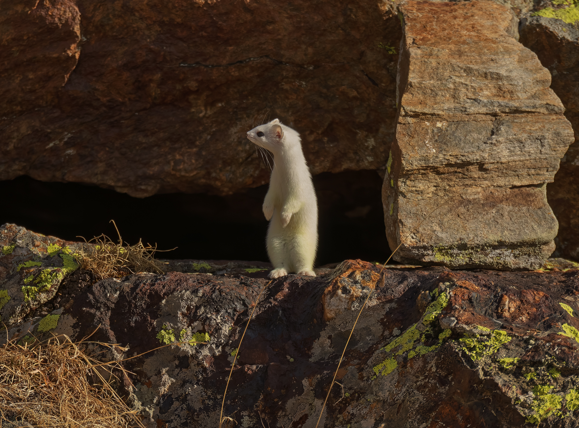 Piccola Sentinelle Bianca
