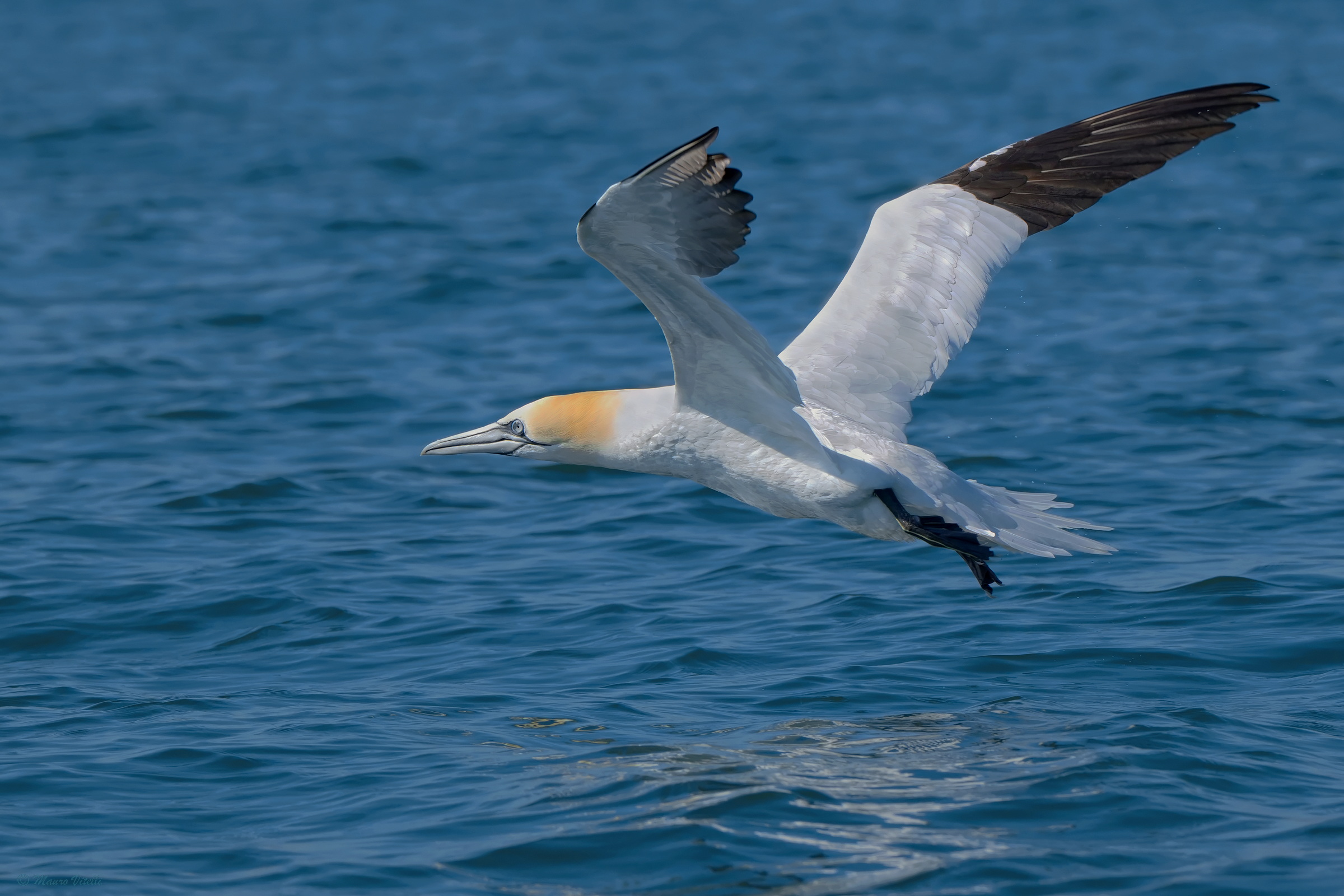 Gannet (Morus bassanus)