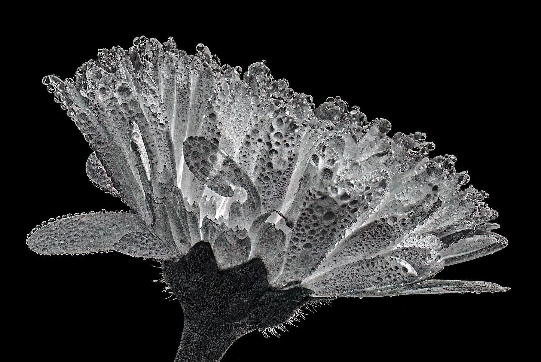 Margherita tutta bagnata