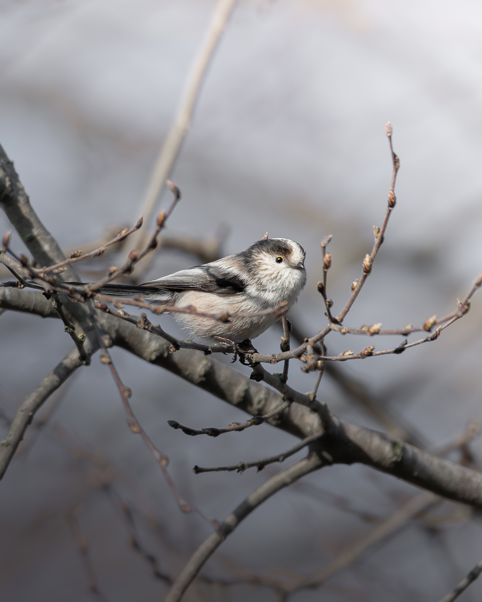 Long-tailed