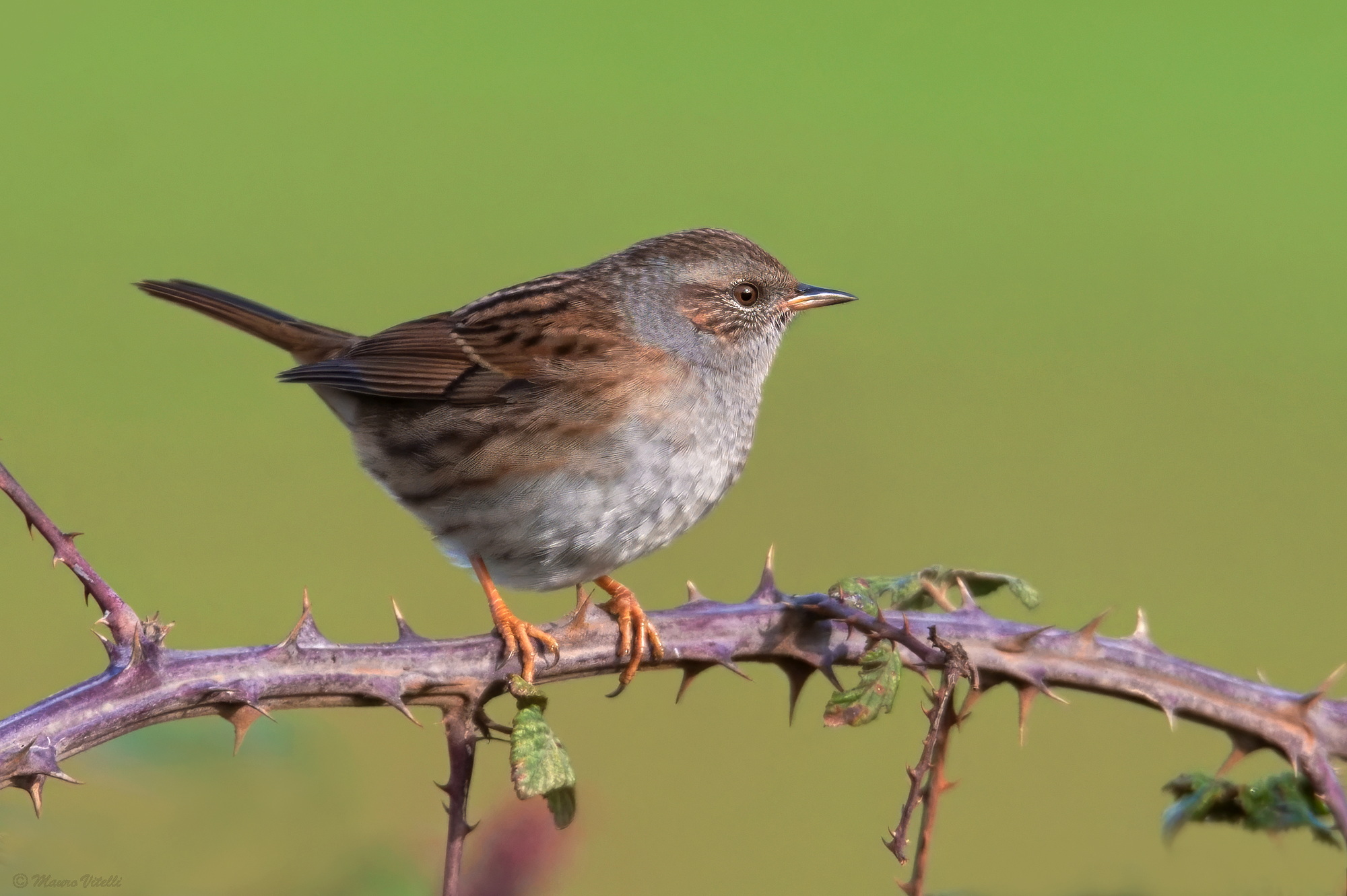 Sparrow (Prunella modularis)