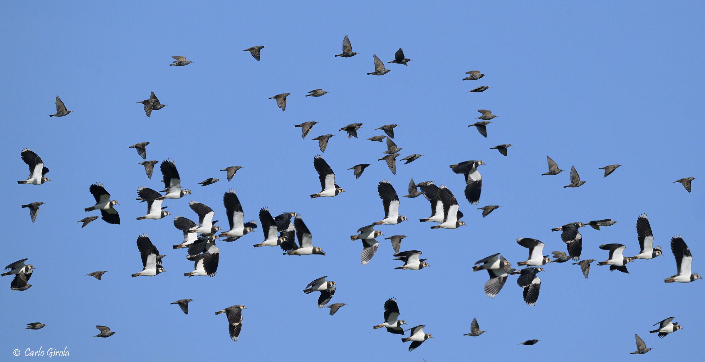 Lapwings (Vanellus vanellus)/Starlings (Sturnus vulgaris)