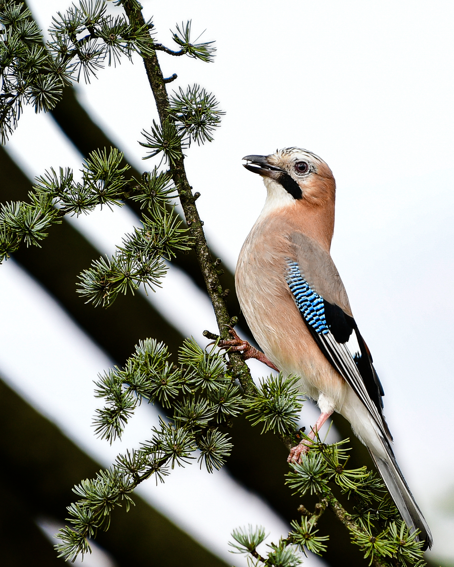 Jay
