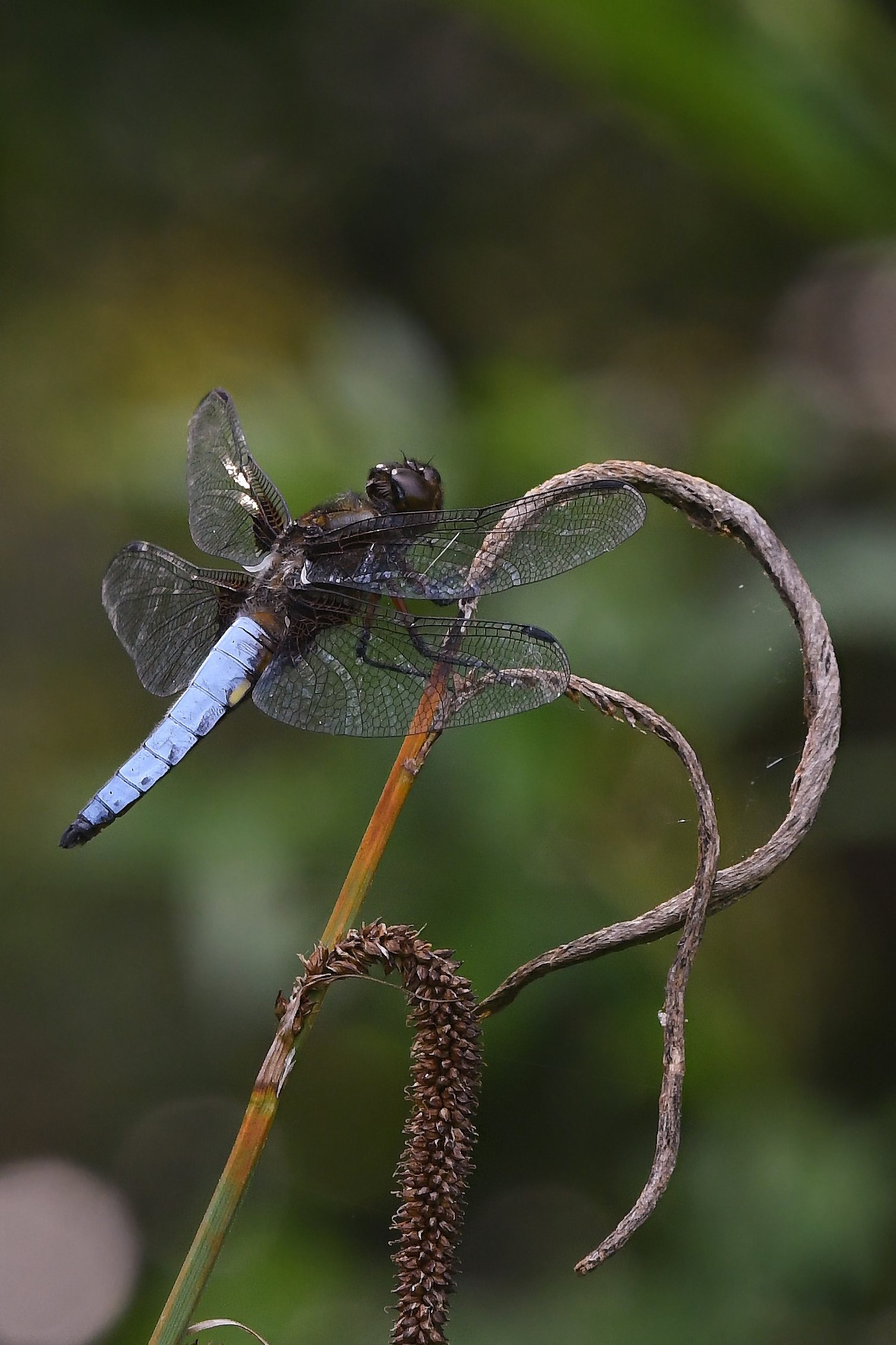 Libellula depressa