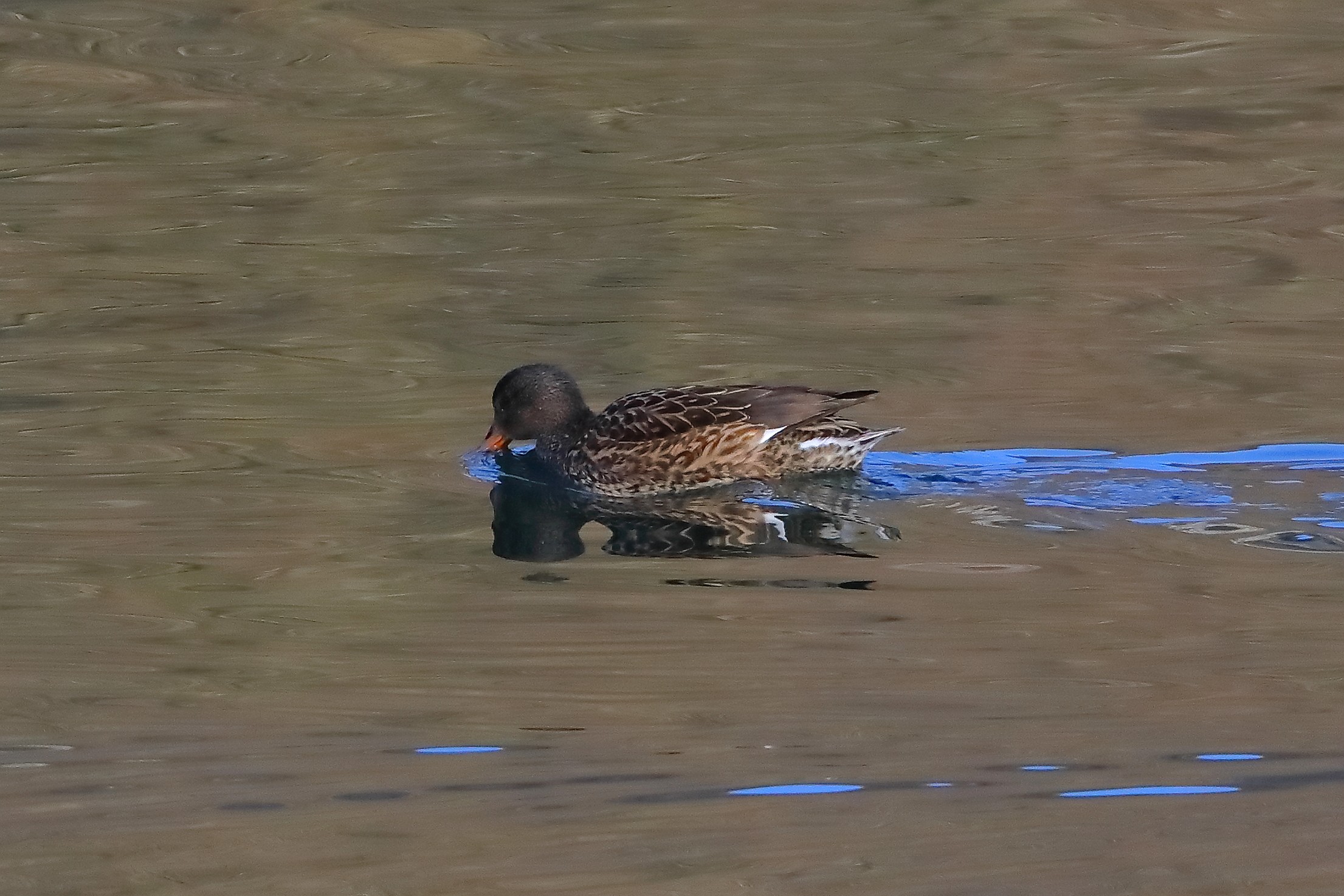 Gadwall 12 January 2026