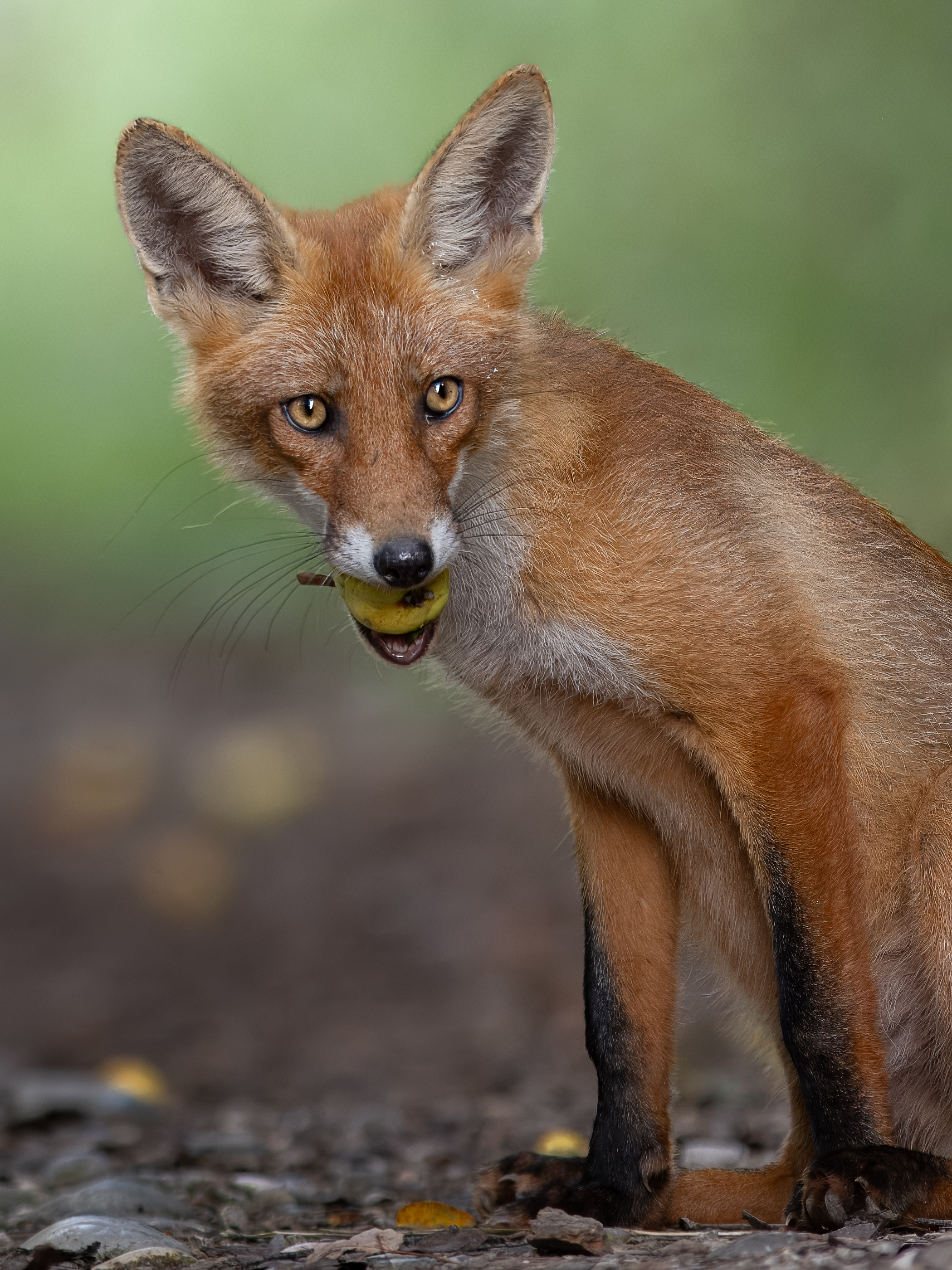 Instinct, attention and distrust