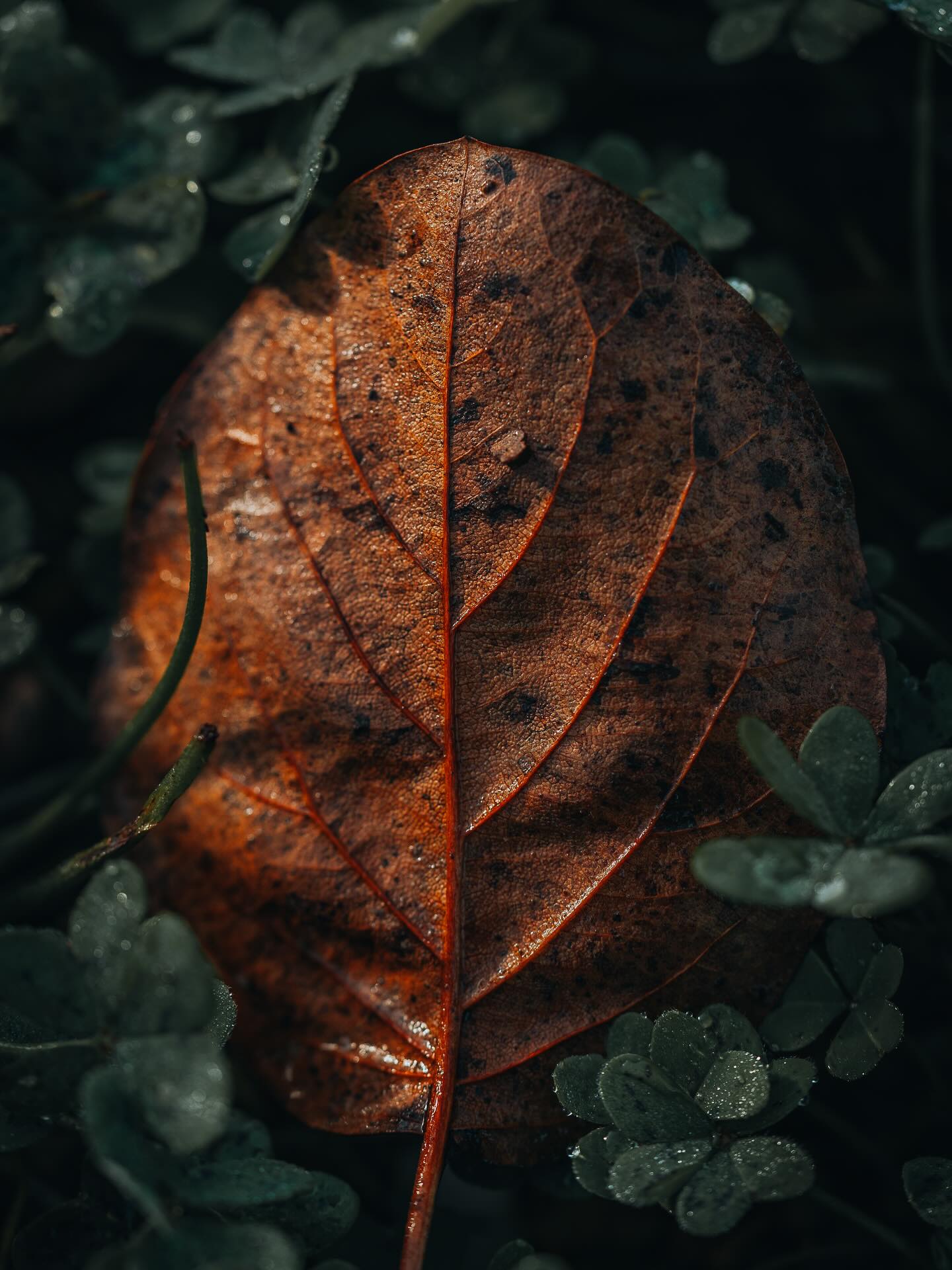 Rotten leaf