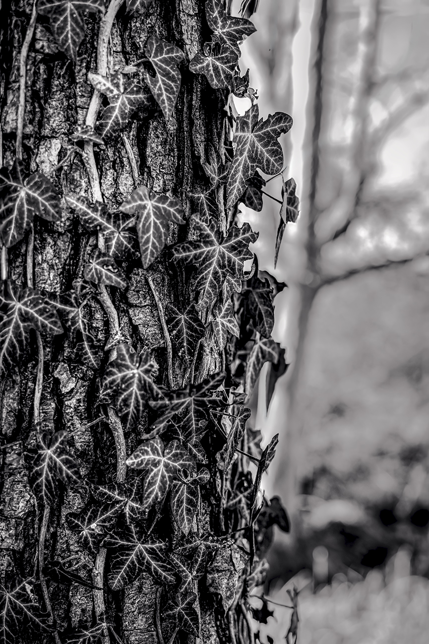 Alder Trunk with Ivy - Sartirana Pond (MB)