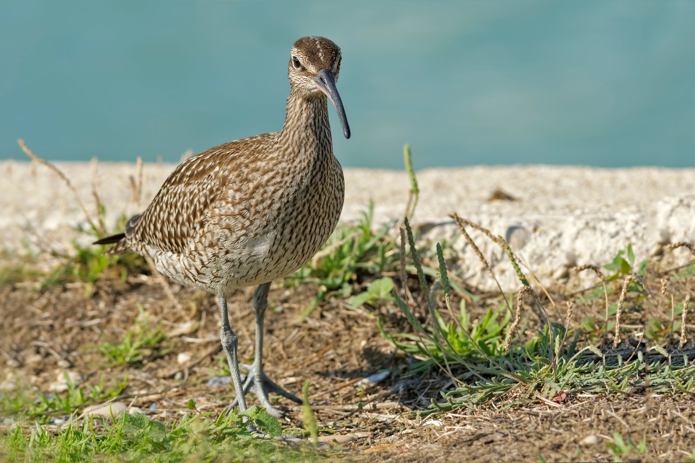 Chiurlo piccolo (Numenius phaeopus)