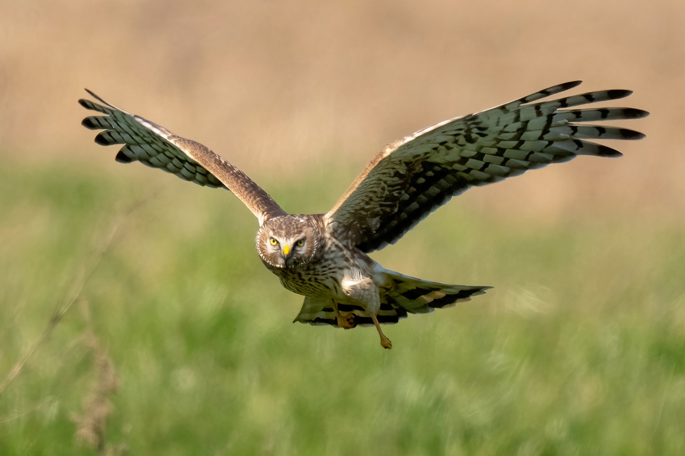 Hen Harrier (Circus cyaneus) female
